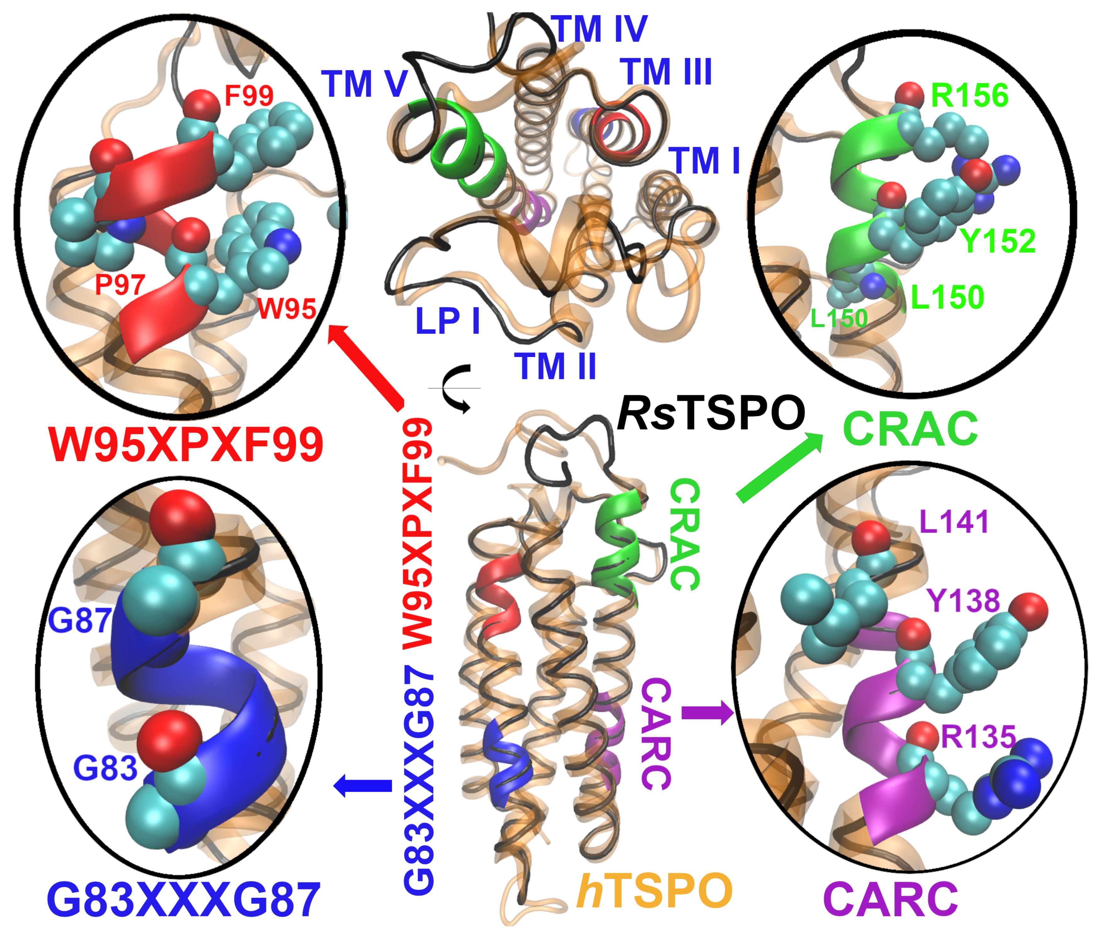 Molecules | Free Full-Text | The Interplay of Cholesterol and 