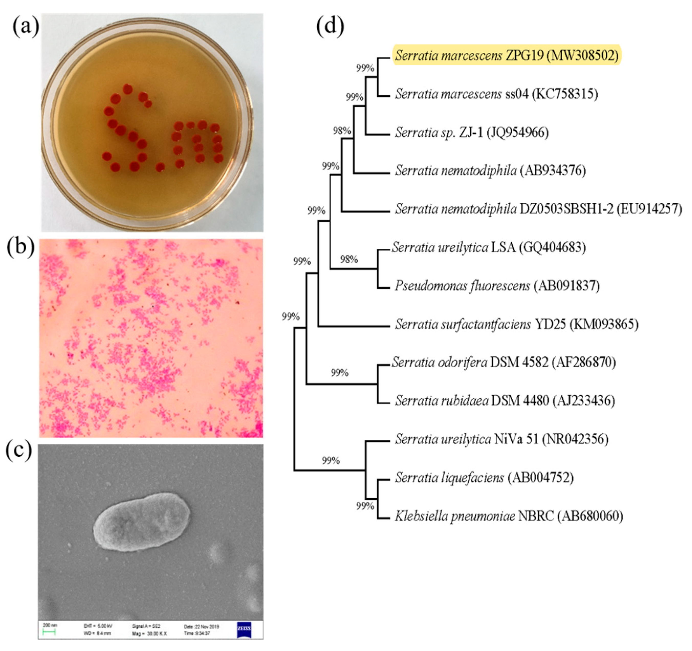 serratia marcescens bacteria
