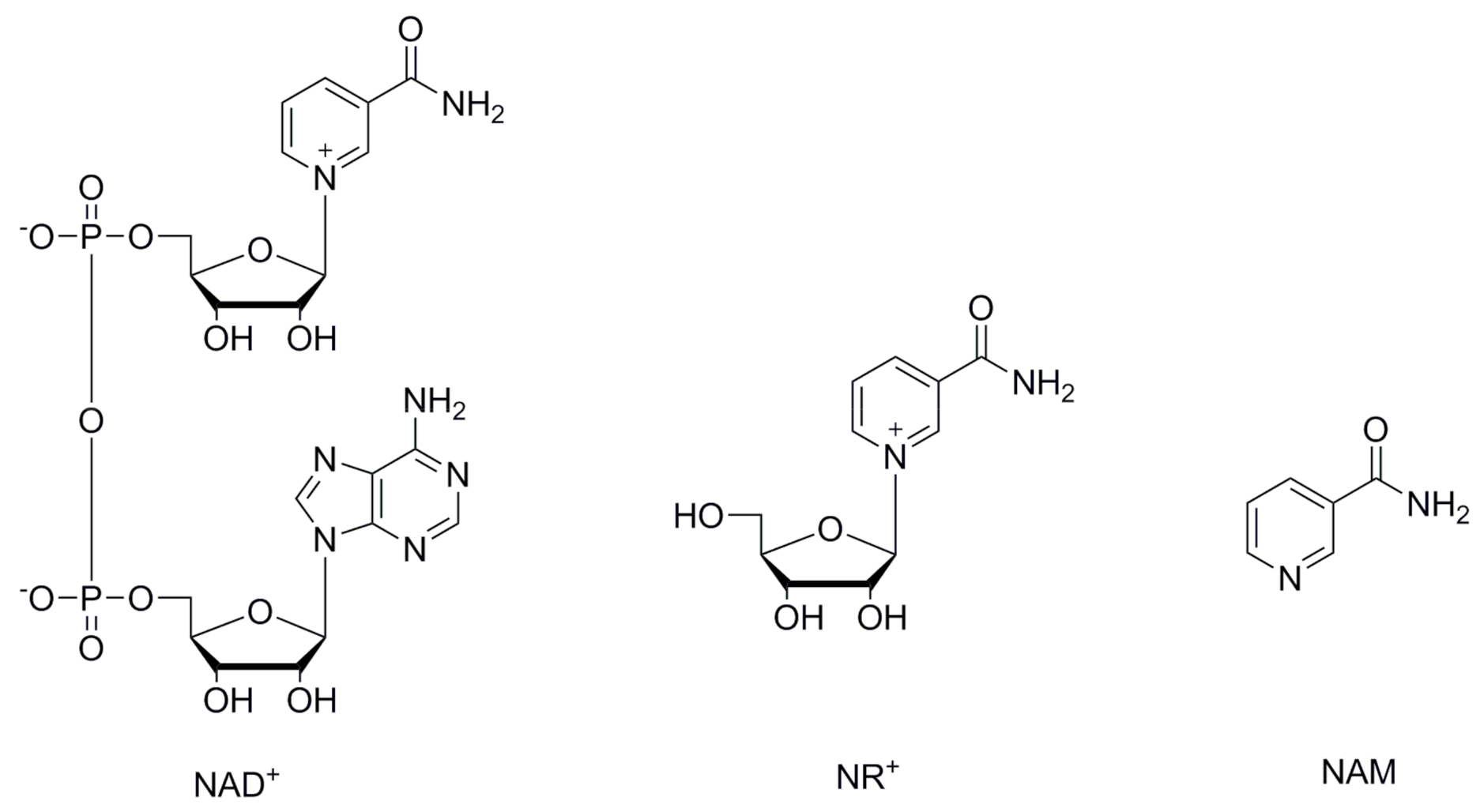 Properties And Characteristics Nicotinamide Riboside Chloride Powder Properties And Characteristics Nicotinamide Riboside Chloride Powder