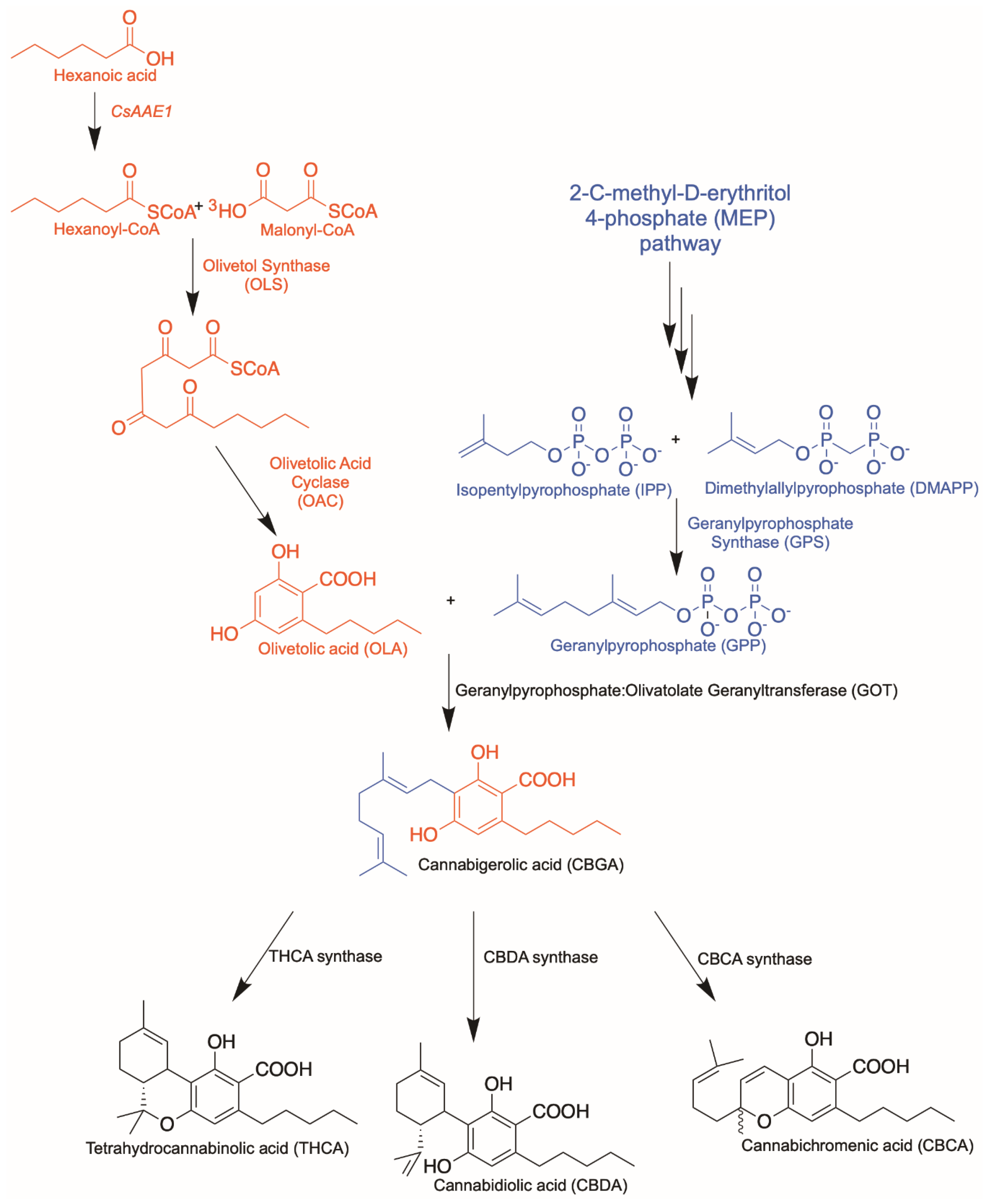 Molecules | Free Full-Text | Biosynthesis of Nature-Inspired Unnatural  Cannabinoids