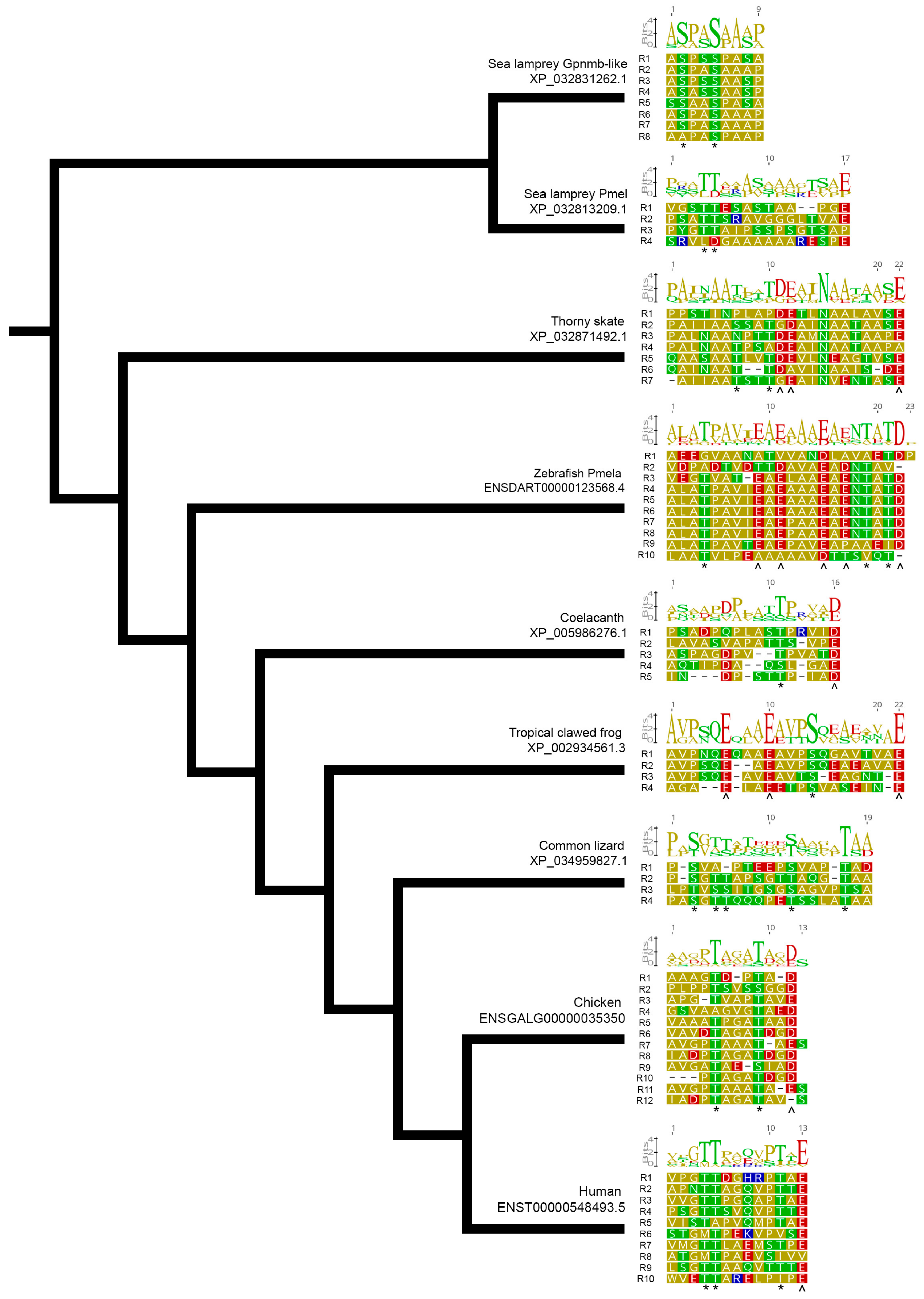 Sequence alignment of the C-and A-sheet domains of the lamprey LV