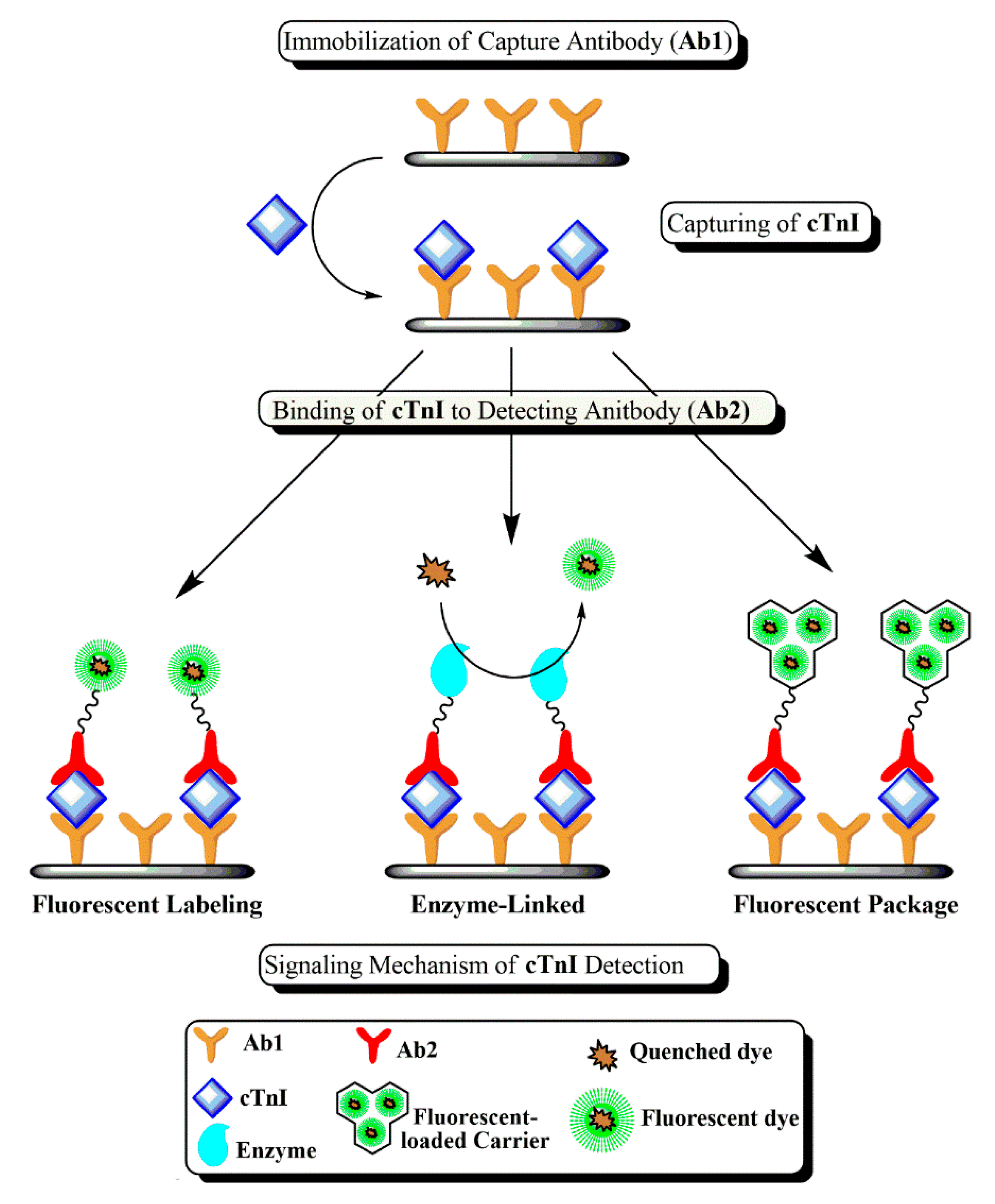 Effect of the multilayer structure on the immunoassay. Antigen-antibody