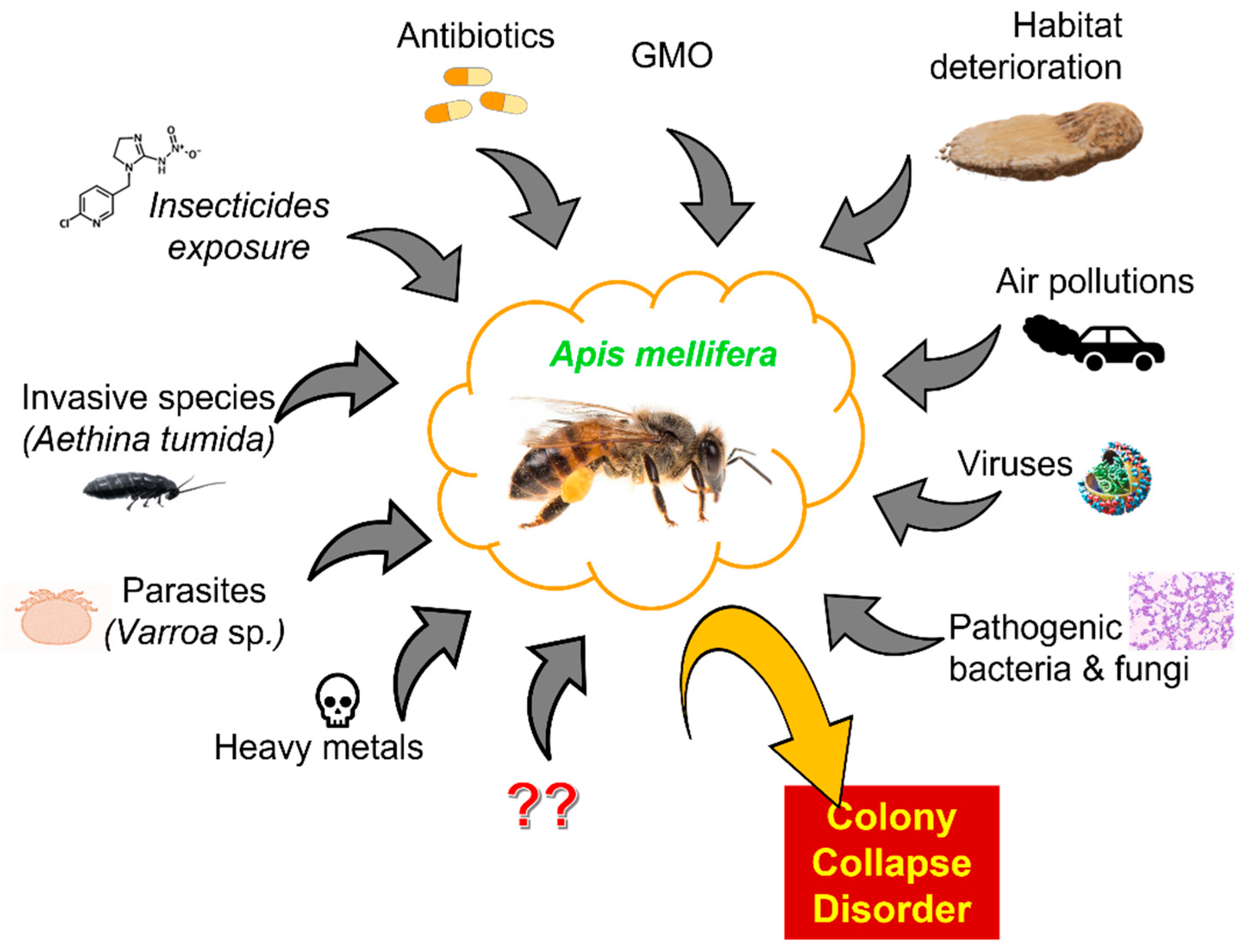 Molecules Free Full-Text Effects of Insecticides and Microbiological Contaminants on Apis mellifera Health