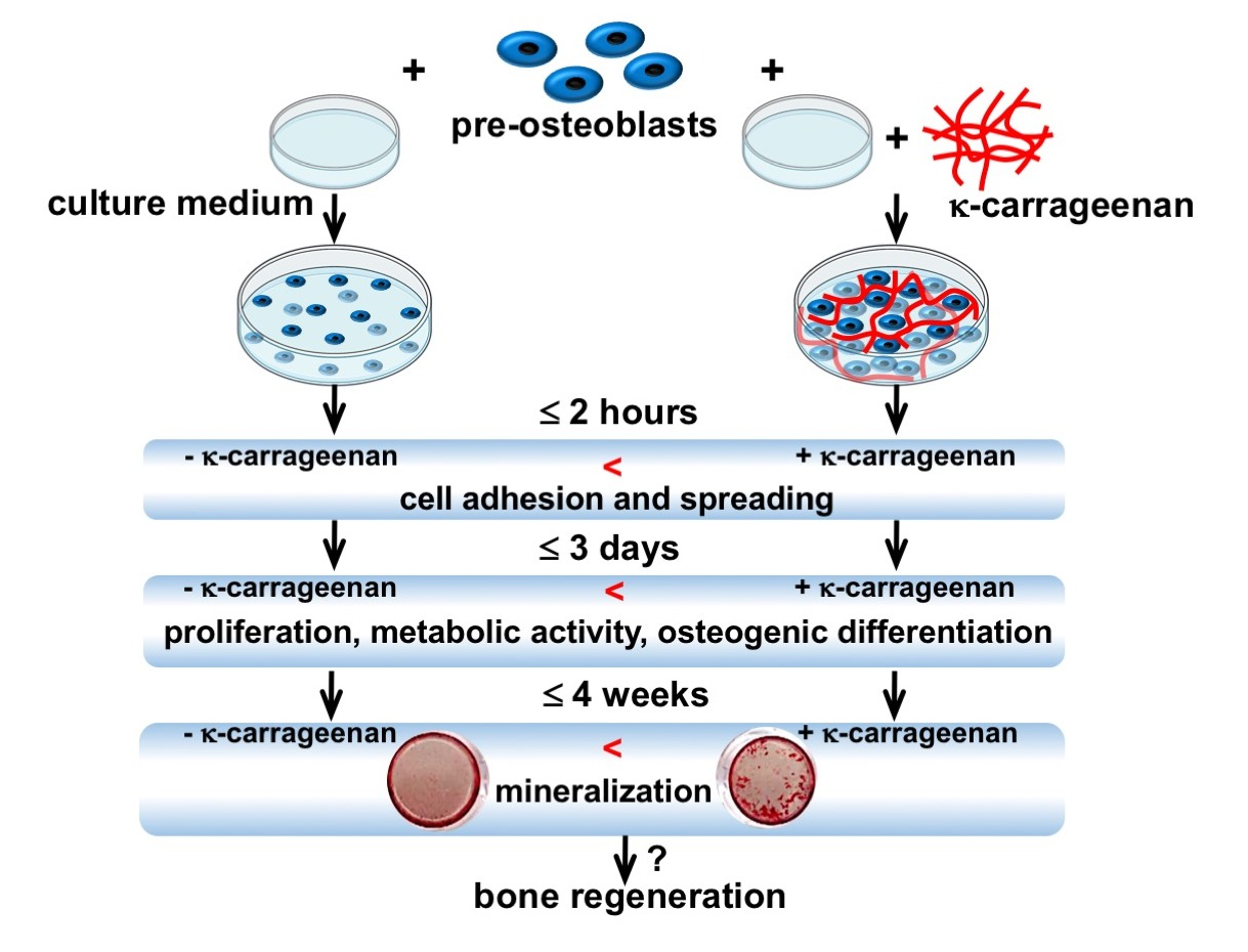 Molecules | Free | K-Carrageenan Stimulates Pre-Osteoblast Proliferation and Osteogenic Differentiation: A Potential Factor the Promotion of Regeneration?
