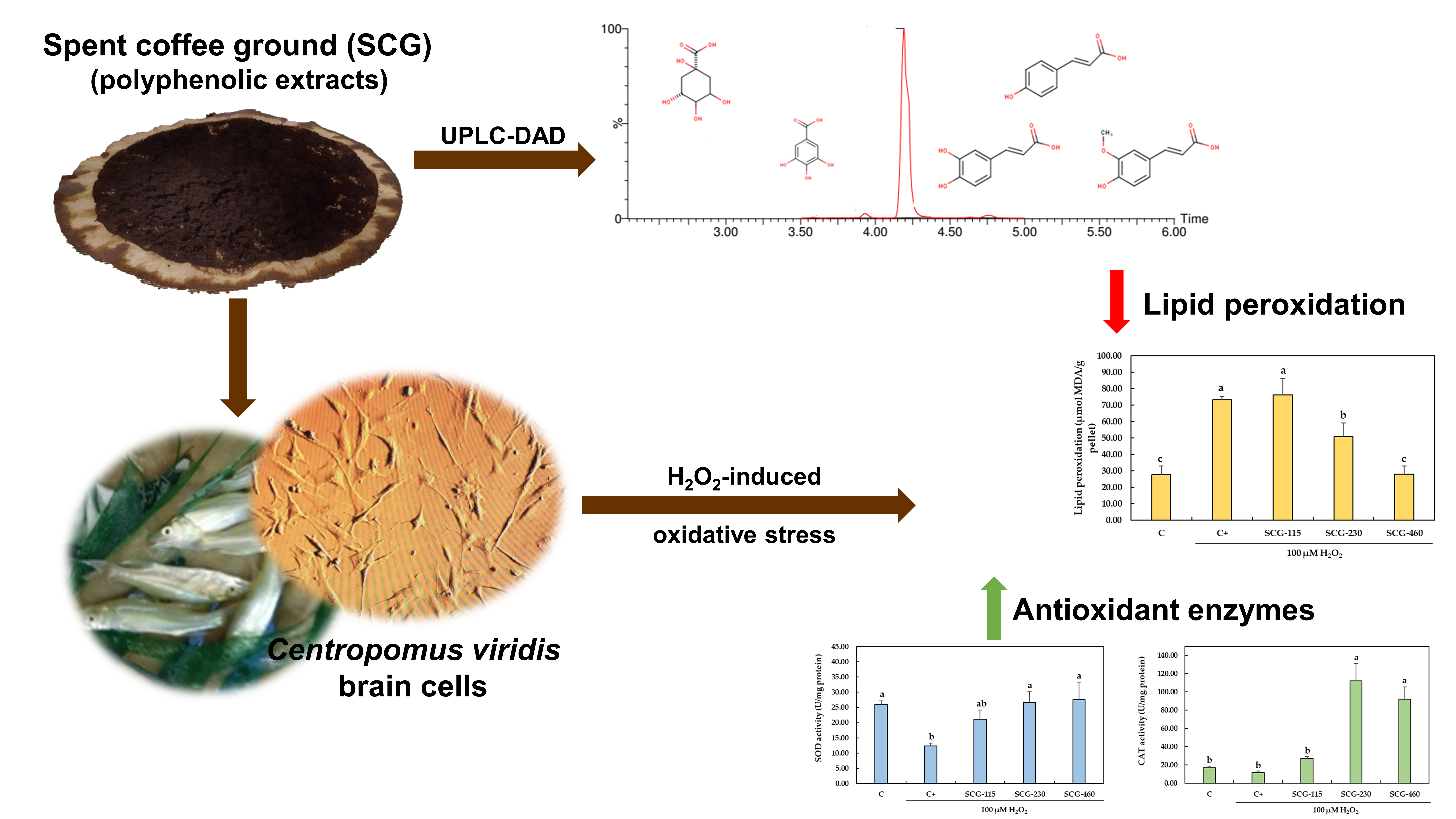 Molecules | Free Full-Text | Polyphenolic Extracts from Spent Coffee  Grounds Prevent H2O2-Induced Oxidative Stress in Centropomus viridis Brain  Cells