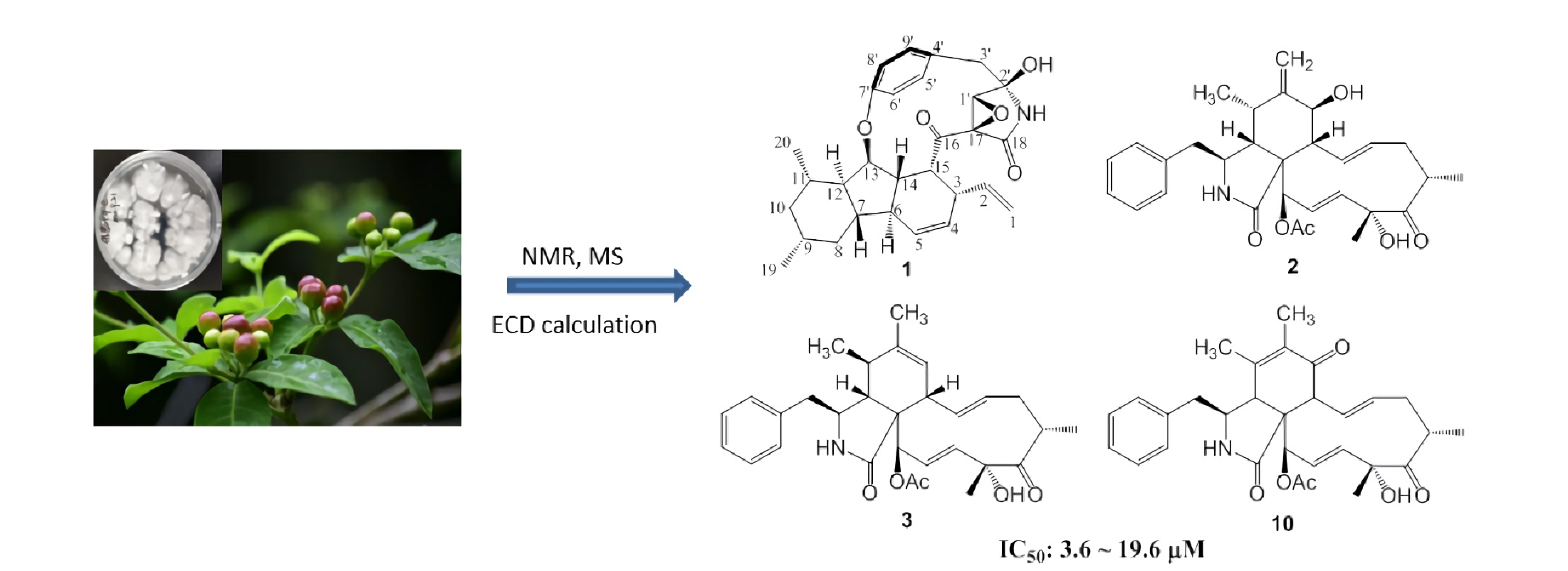 Molecules | Free Full-Text | Bioactive PKS–NRPS Alkaloids