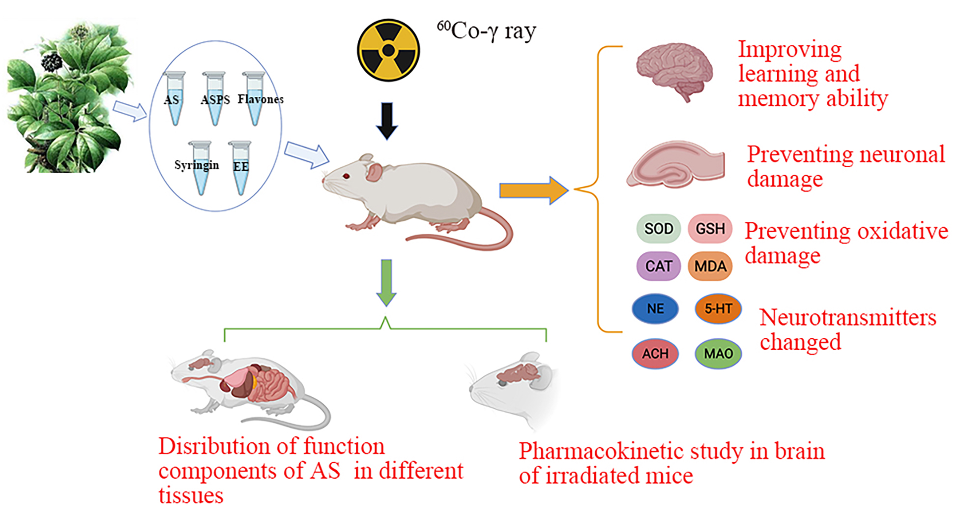 The Therapeutic Effect of Acanthopanax senticosus Components on Radiation-Induced Brain Injury ... The Therapeutic Effect of Acanthopanax senticosus Components on Radiation-Induced Brain Injury ...