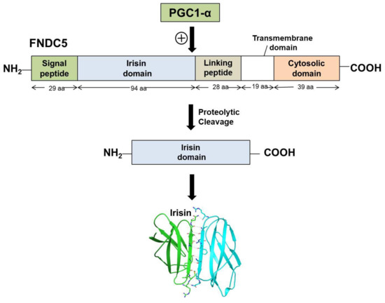 Molecules | Free Full-Text | FNDC5/Irisin: Physiology And Pathophysiology