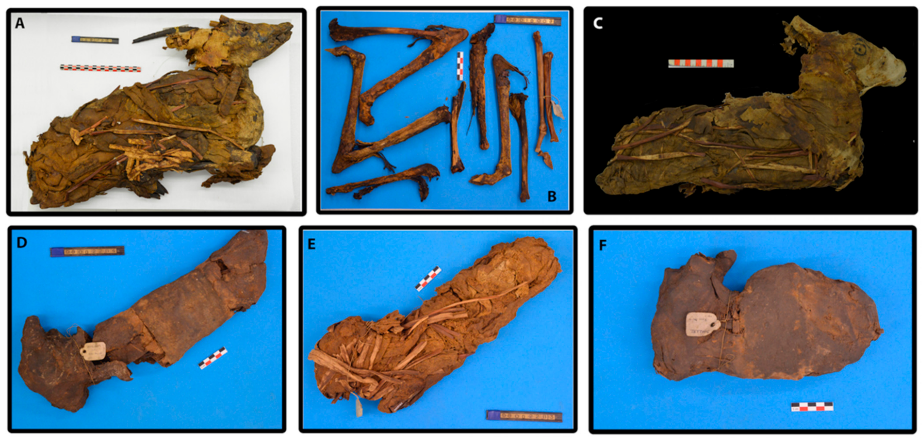 Molecules | Free Full-Text | Rethinking the Process of Animal Mummification  in Ancient Egypt: Molecular Characterization of Embalming Material and the  Use of Brassicaceae Seed Oil in the Mummification of Gazelle Mummies