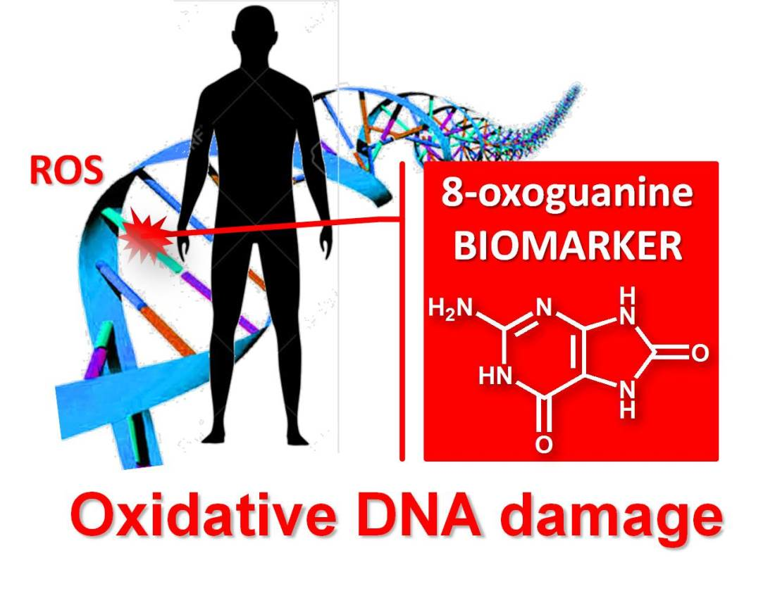 server rulletrappe Faktura Molecules | Free Full-Text | 8-oxoguanine and 8-oxodeoxyguanosine  Biomarkers of Oxidative DNA Damage: A Review on HPLC&ndash;ECD Determination