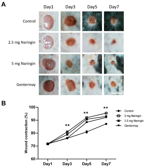 Improved Wound Healing by Naringin Associated with MMP and