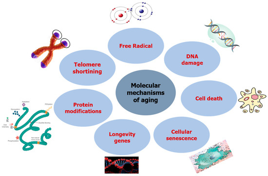 Vegetables and Their Bioactive Compounds as Anti-Aging Drugs