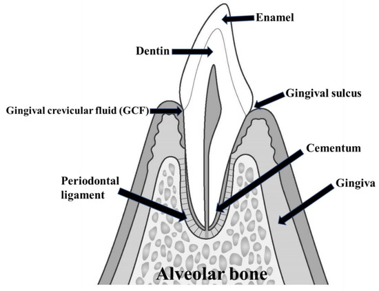 Metabolomics Research in Periodontal Disease by Mass