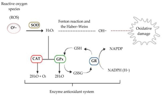 Molecules | Free Full-Text | Natural Antioxidant Evaluation: A Review ...