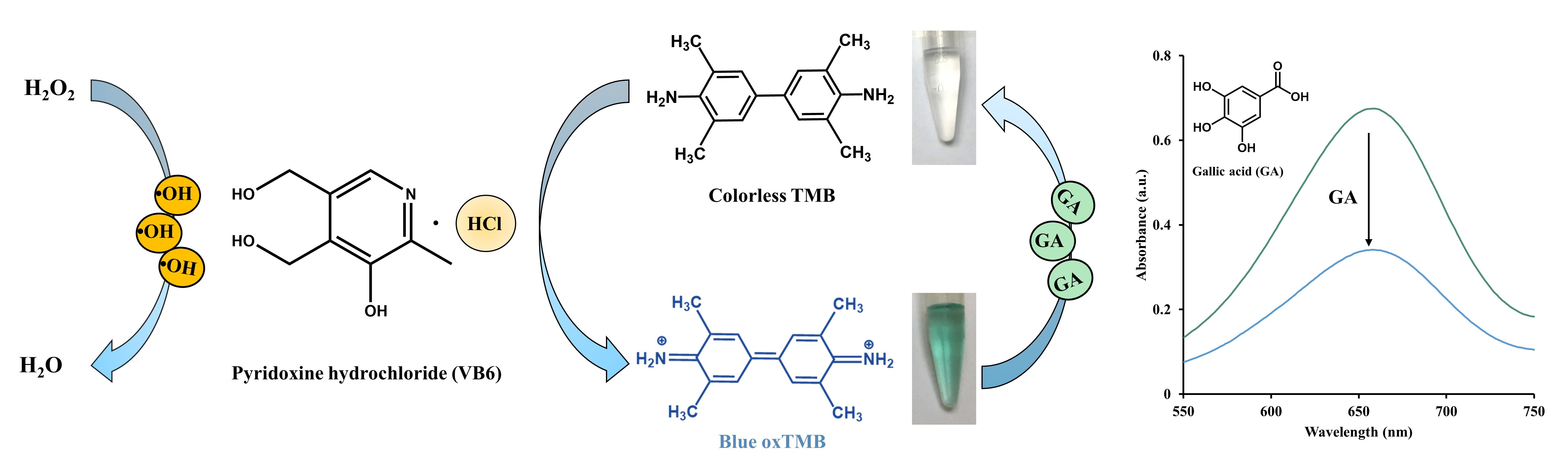 Peroxidase Reaction With Hydrogen Peroxide Peroxidase Reaction With Hydrogen Peroxide