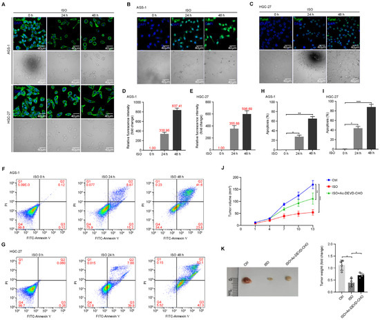 Molecules | Free Full-Text | Isorhamnetin Suppresses Human Gastric ...