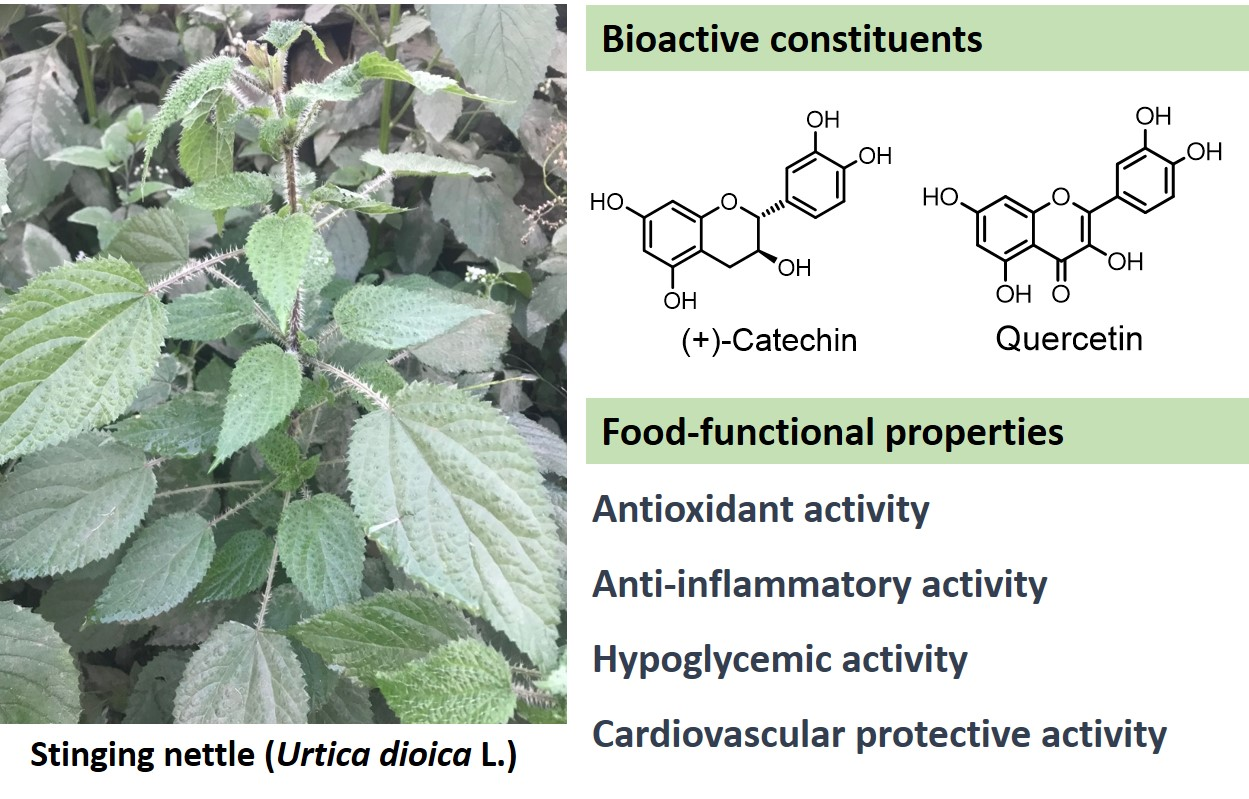 Molecules | Free Full-Text | Stinging Nettle (Urtica dioica L.): Nutritional Composition, Bioactive Compounds, and Food Functional Properties