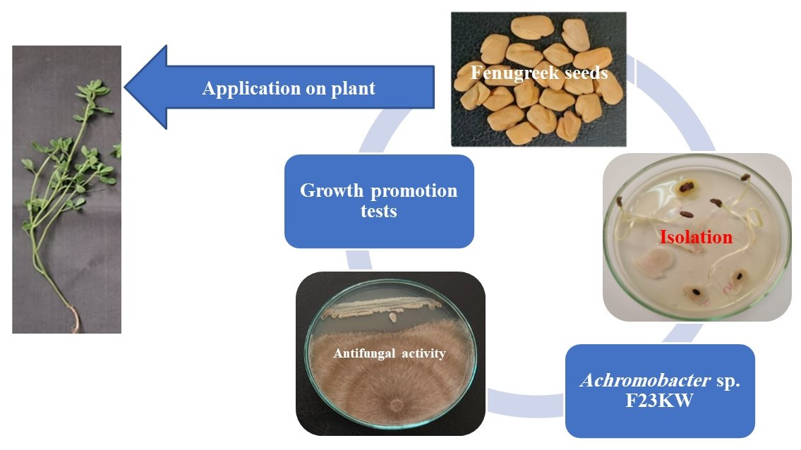 Molecules Free Full Text Seed Endophytic Achromobacter sp