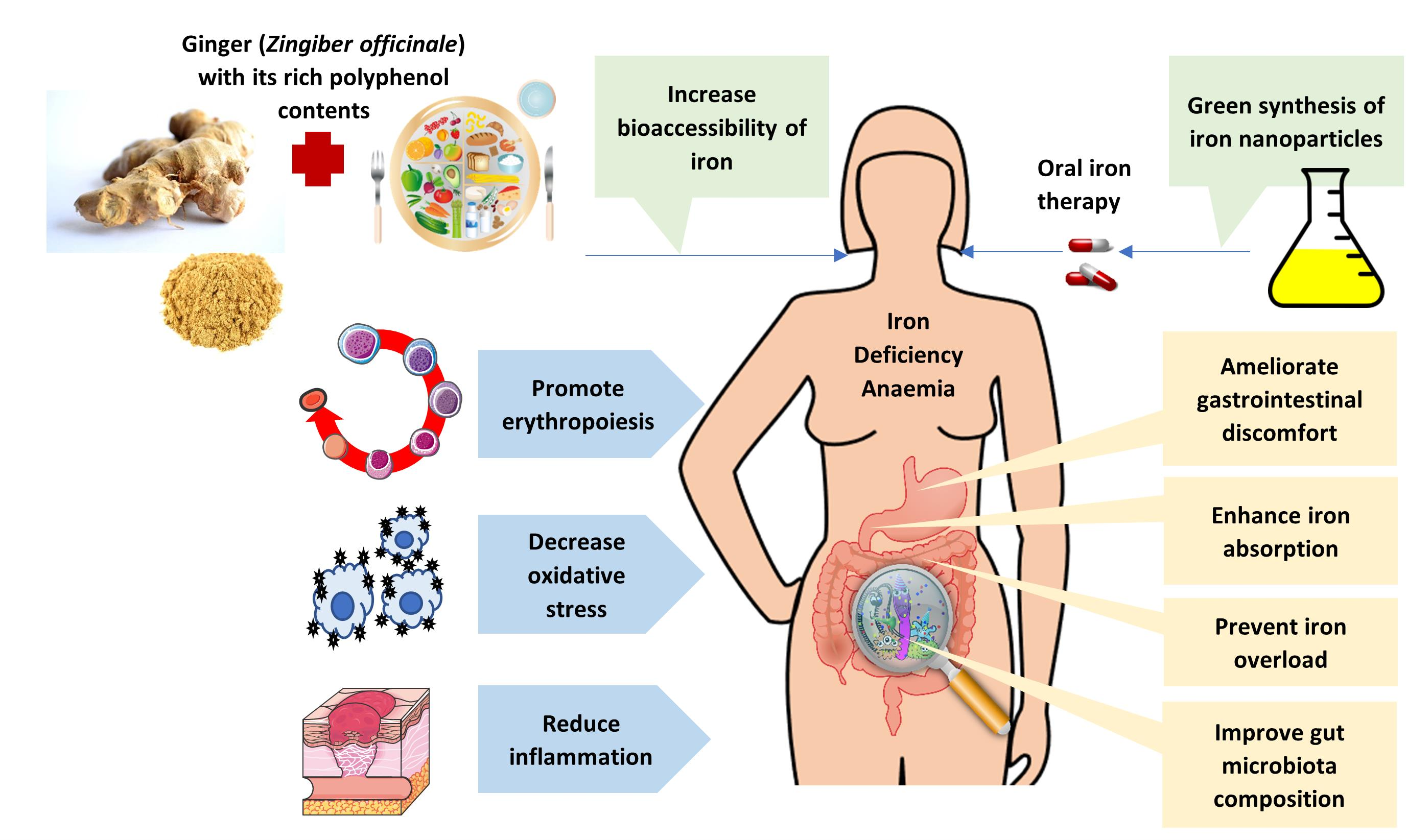 How does gingerol powder support digestive health? How does gingerol powder support digestive health?