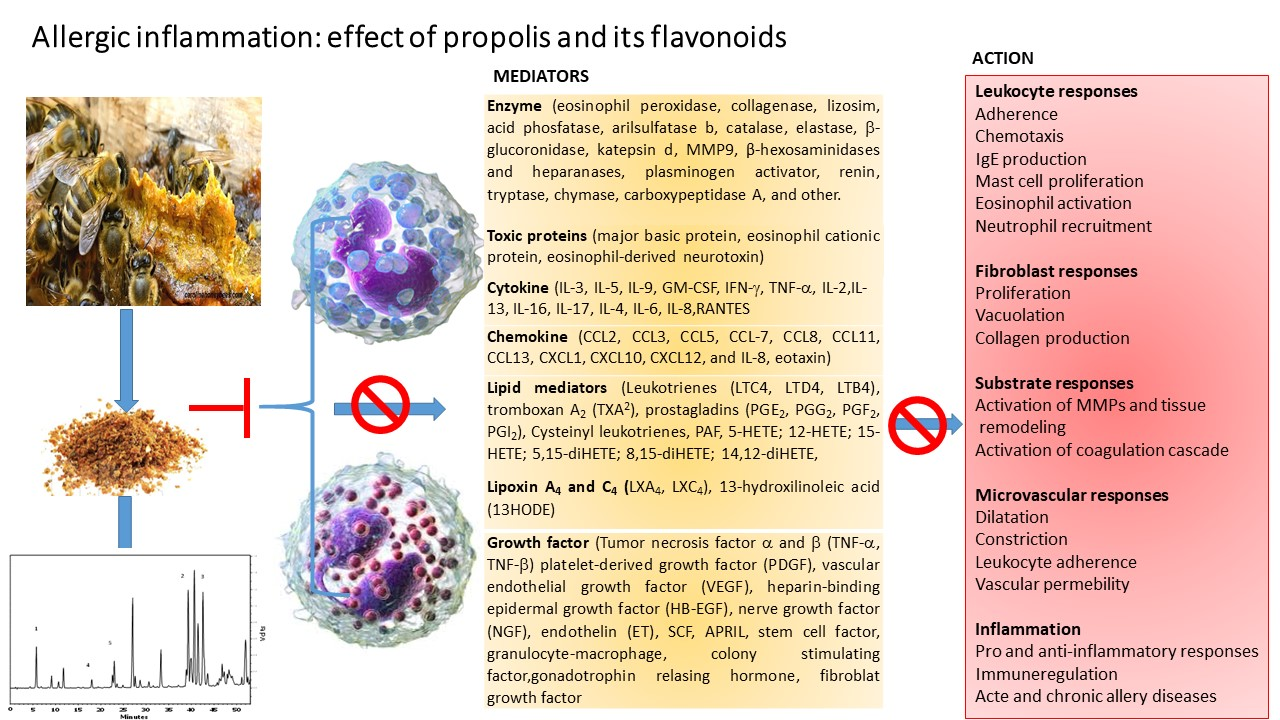 Molecules | Full-Text | Allergic of Propolis Its Flavonoids