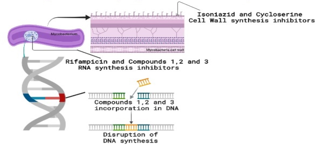 Molecules | Free Full-Text | Anti-Mycobacterial Activity of Flavonoid ...