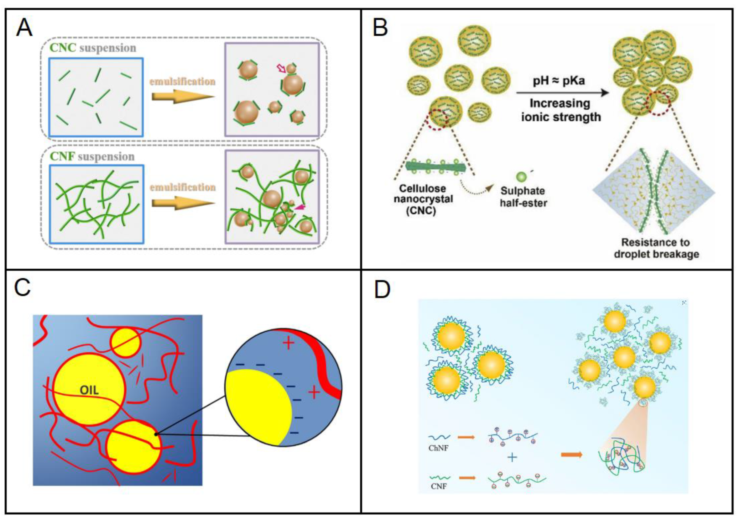 Surface charge effect on Pickering encapsulation with ionic cellulose  nanocrystals