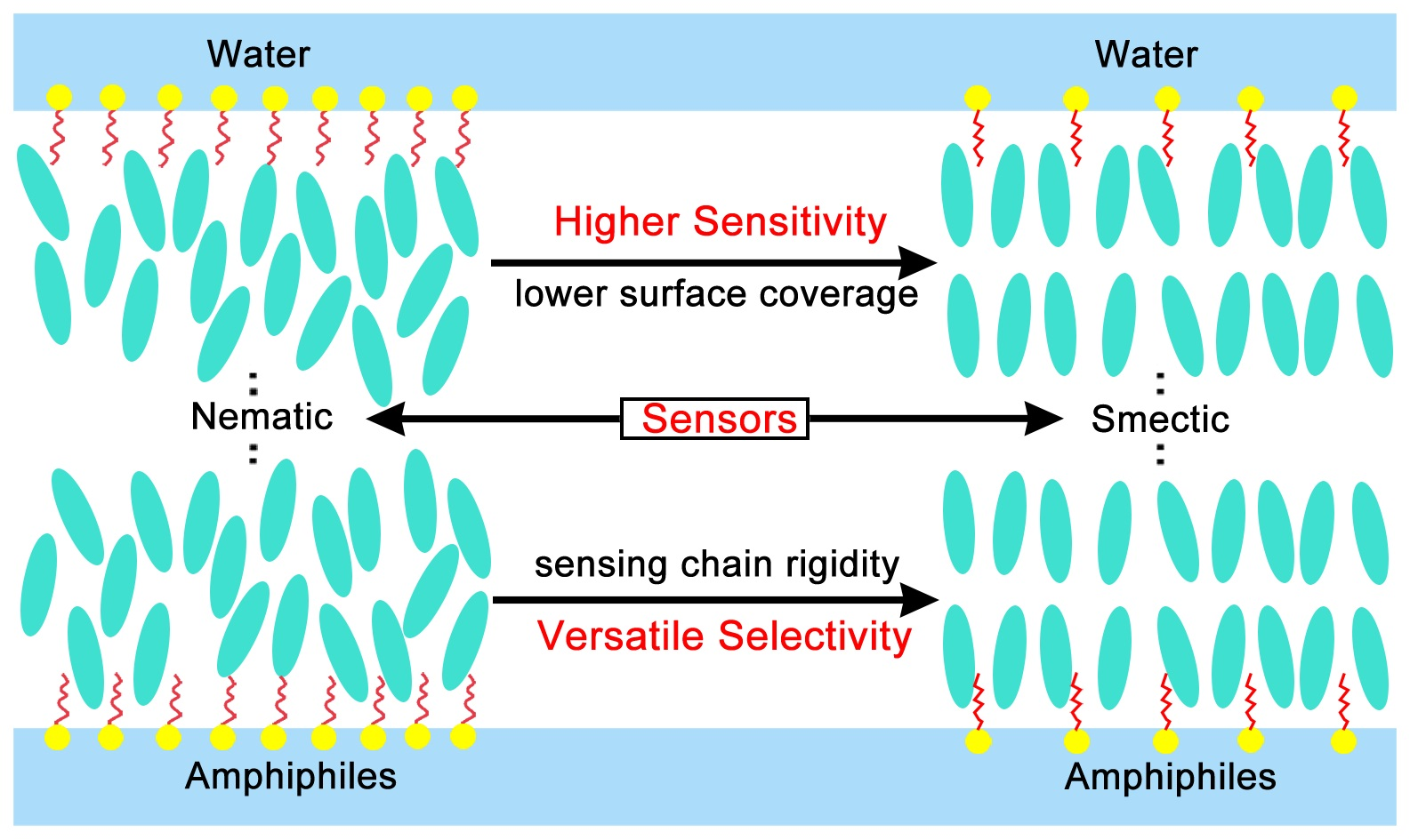 Dissipative Particle Dynamics Simulation Of The Sensitive Anchoring Dissipative Particle Dynamics Simulation Of The Sensitive Anchoring