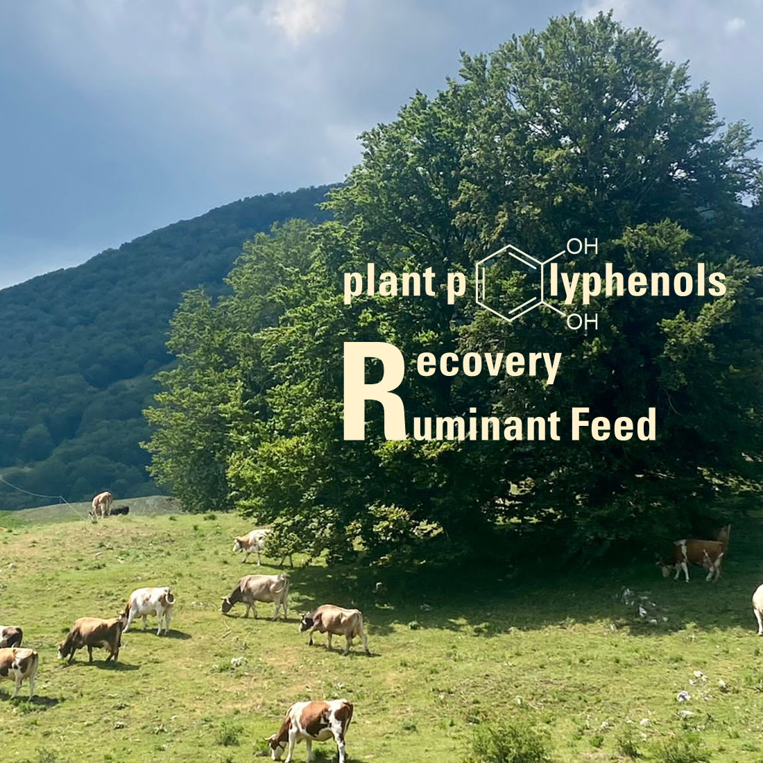 Molecules | Free Full-Text | Polyphenols for Livestock Feed: Sustainable  Perspectives for Animal Husbandry?