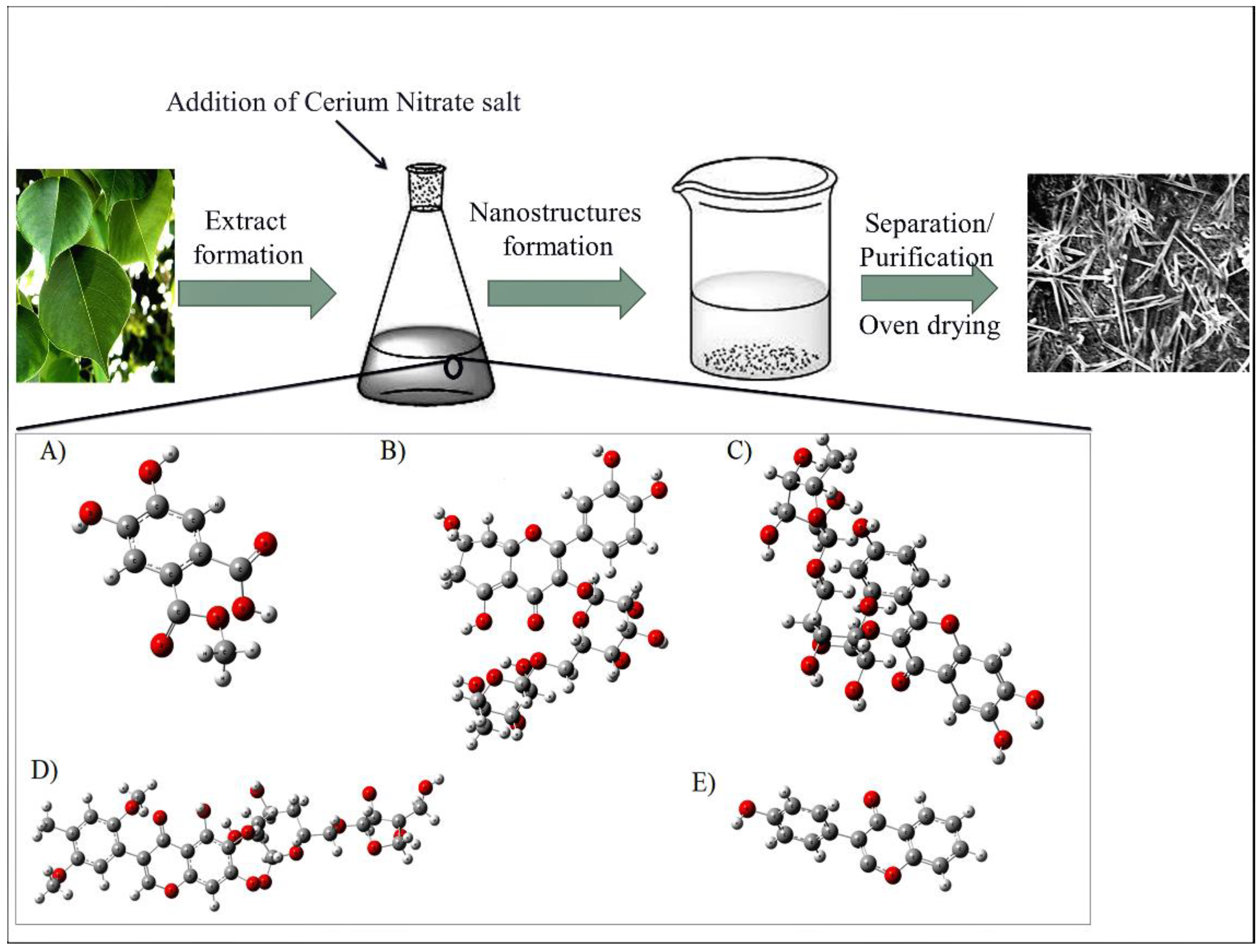 Frontiers  Cytological alterations and oxidative stress induced by Cerium  and Neodymium in lentil seedlings and onion bulbs