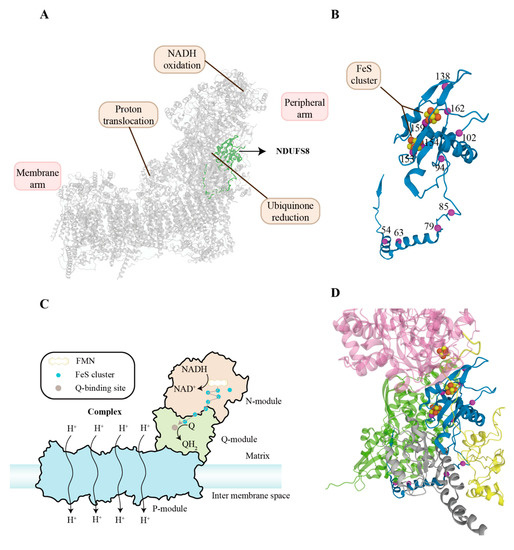 Emerging Roles of NDUFS8 Located in Mitochondrial Complex I in ...
