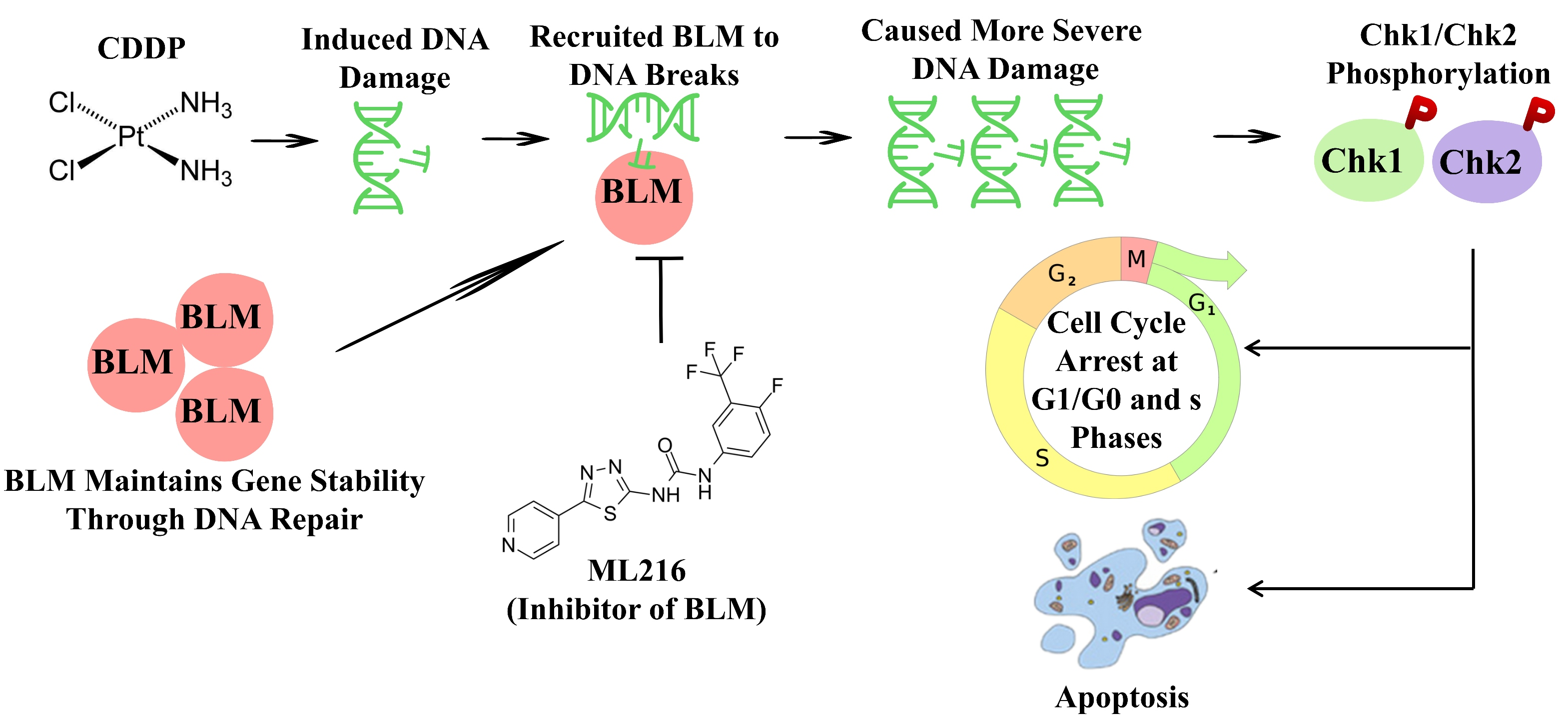 Molecules | Free Full-Text | ML216-Induced BLM Helicase Inhibition 