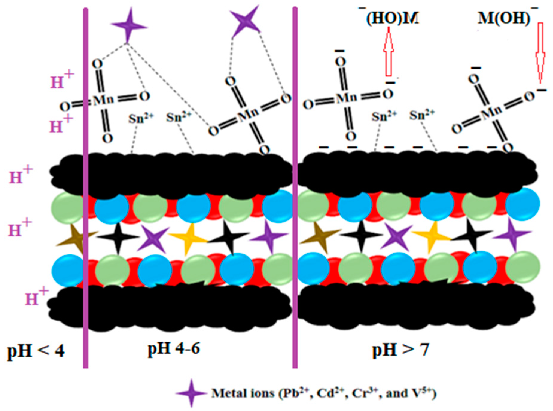 5+ Diagram Of Sarcomere