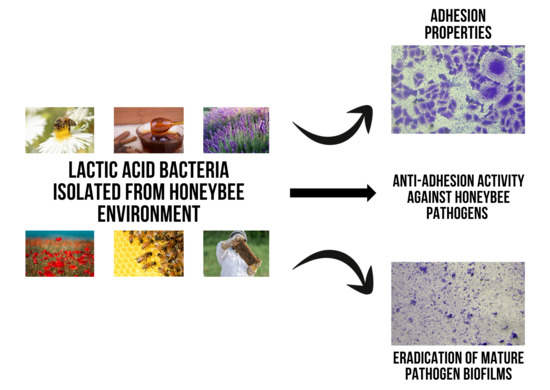 Researchers identify microbe that protects bees from fungal infections: IU  News
