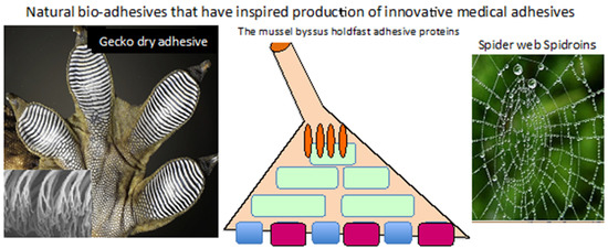 A diagram depicting in vivo and in vitro testing Stock Photo - Alamy