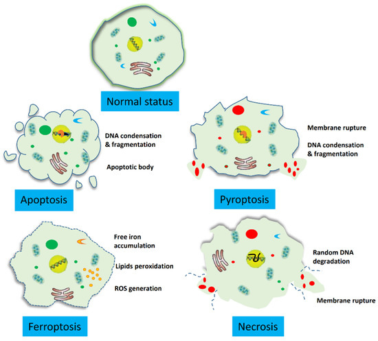 Molecules | Free Full-Text | Insights on Ferroptosis and Colorectal ...