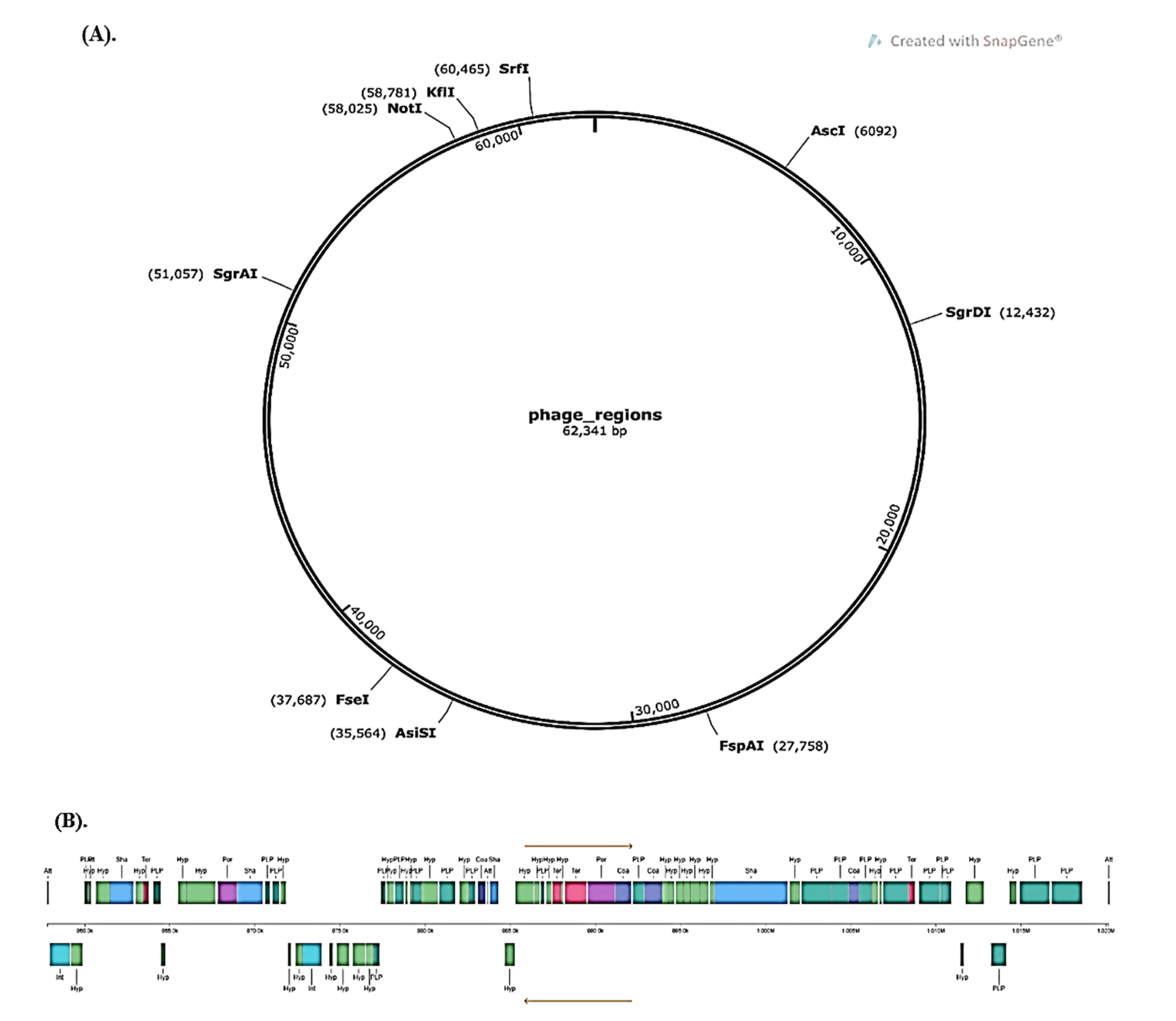 Full article: Complete genome sequencing of exopolysaccharide-producing  Lactobacillus plantarum K25 provides genetic evidence for the probiotic  functionality and cold endurance capacity of the strain