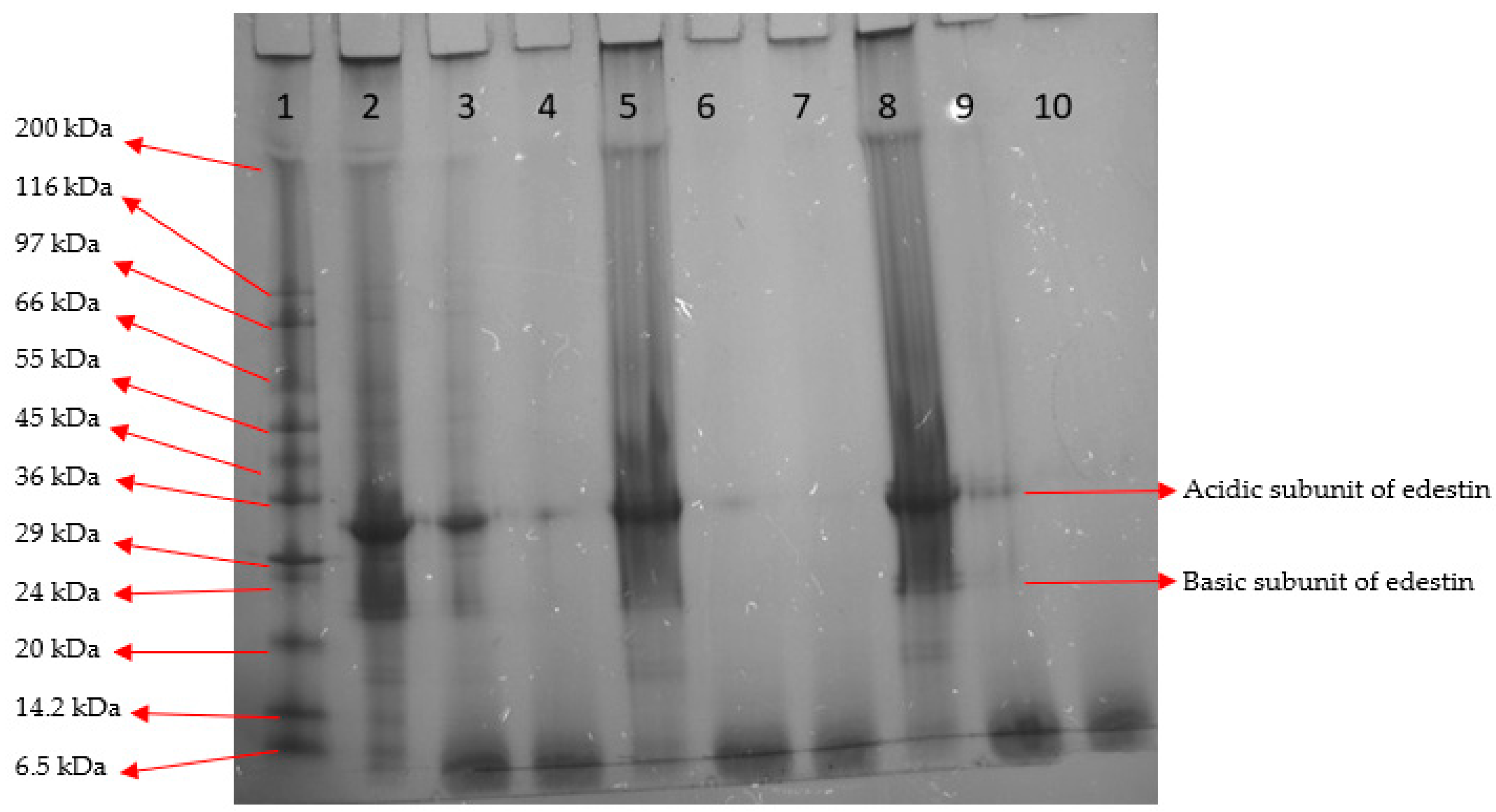 Molecules | Free Full-Text | In Vitro Digestibility, Biological ...