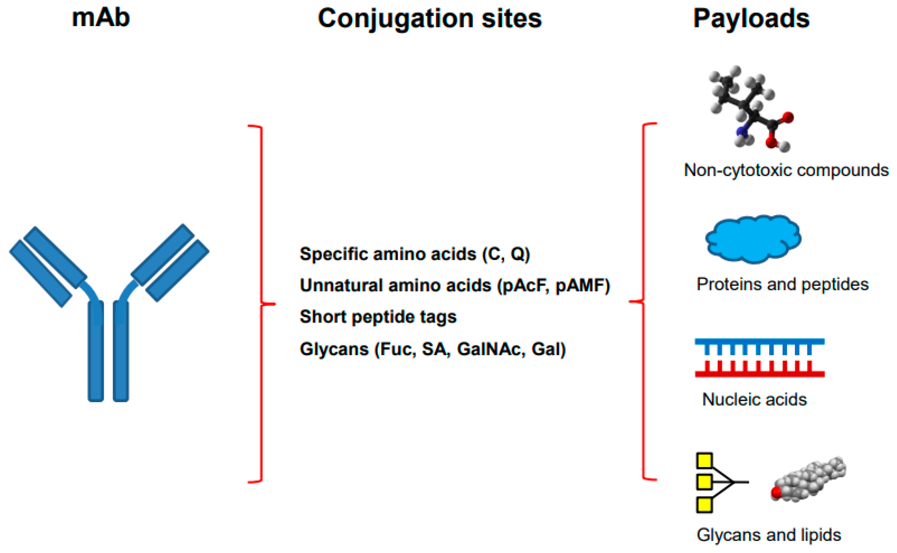 Molecules | Free Full-Text | Site-Specific Antibody Conjugation 