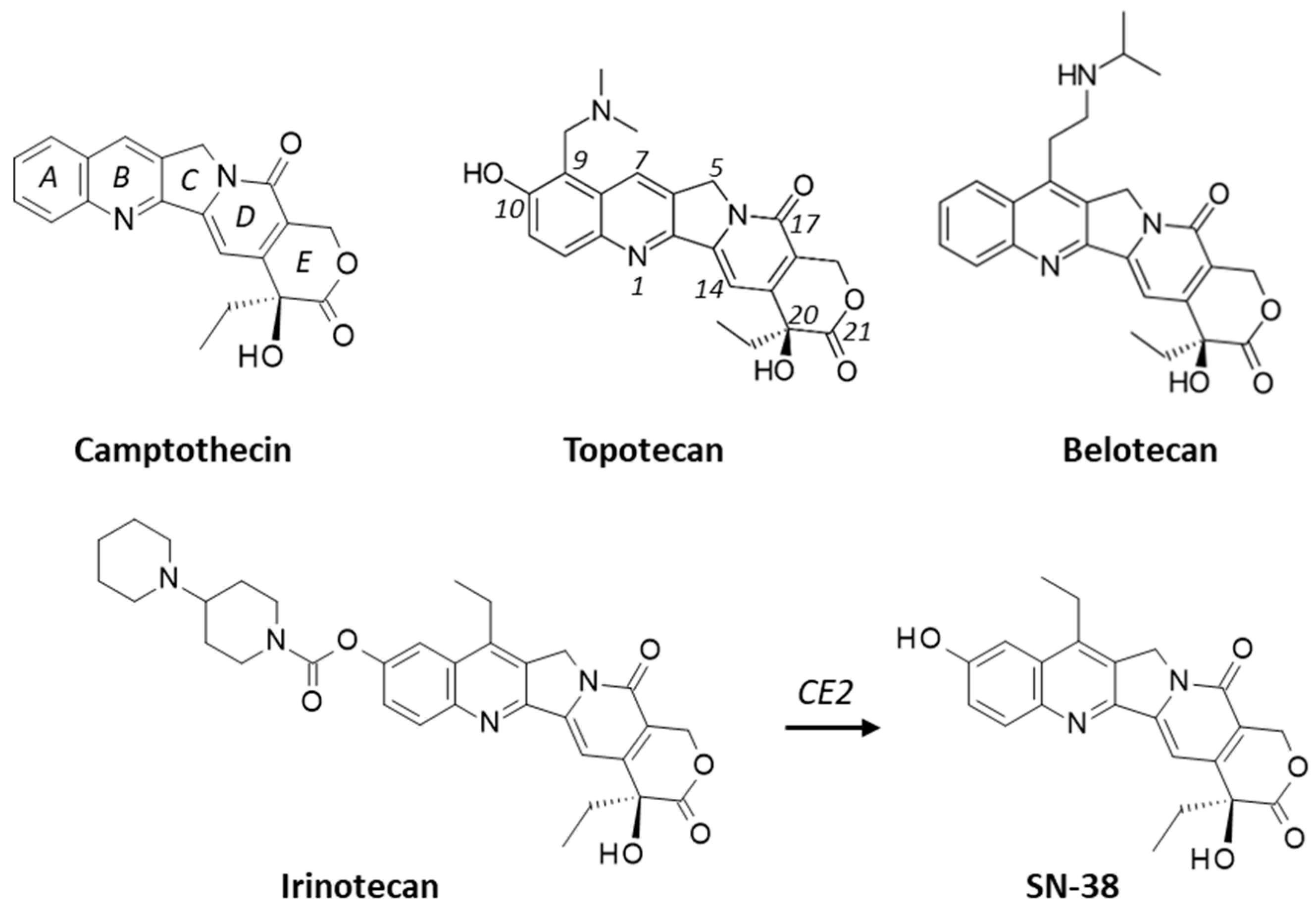 Molecules | Free Full-Text | Interaction of Camptothecin 