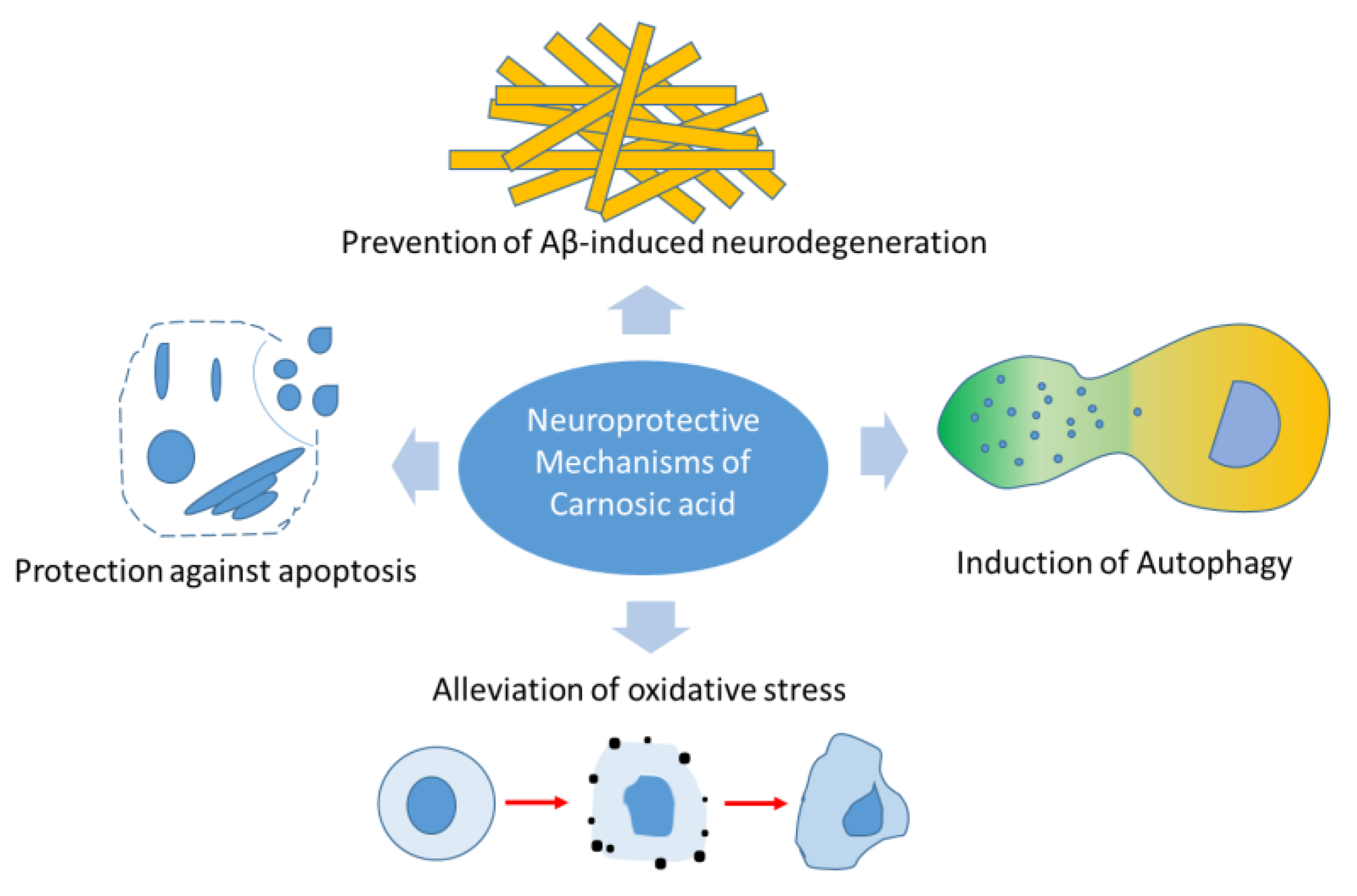 Carnosic Acid Powder for neuroprotection Carnosic Acid Powder for neuroprotection