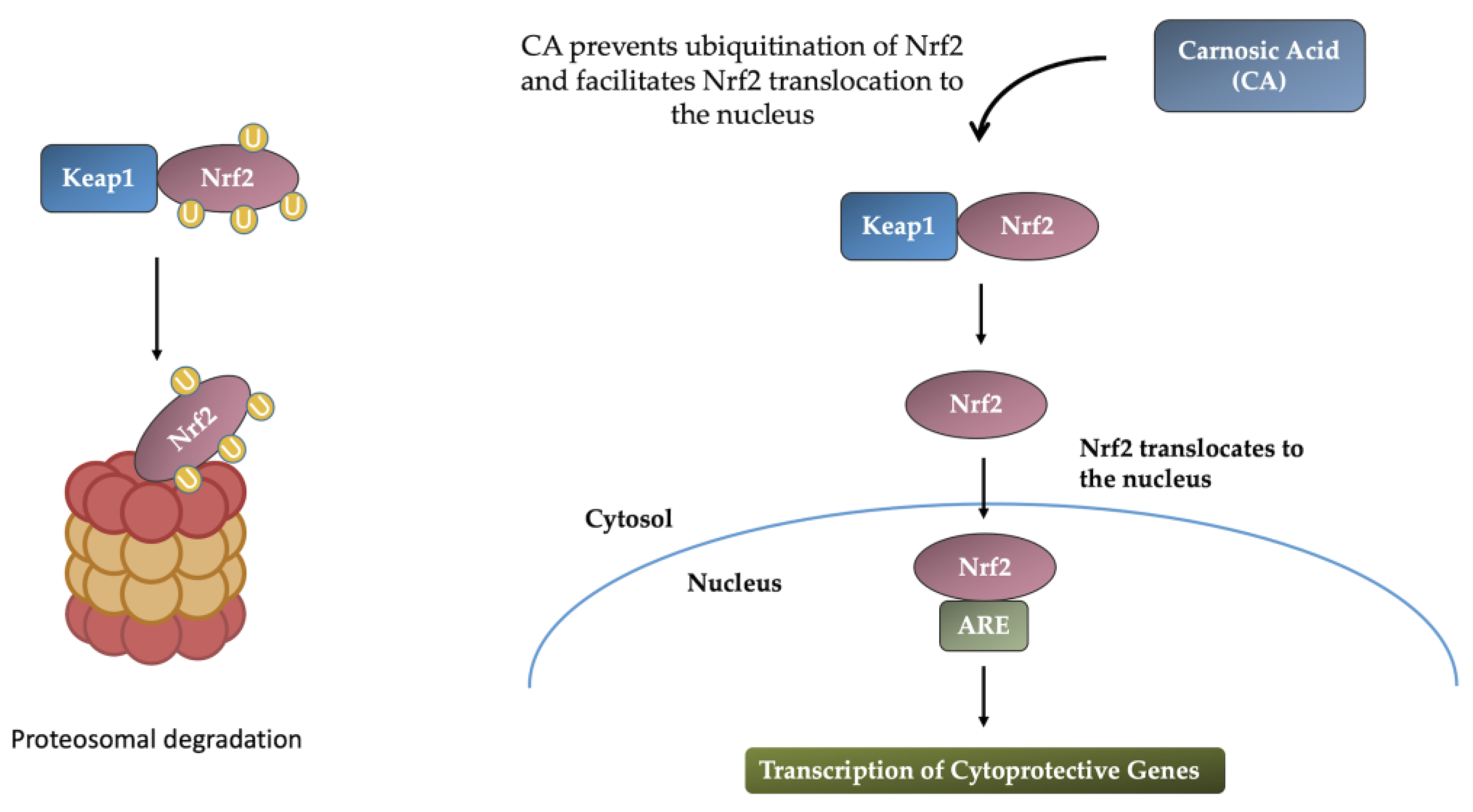 Neuroprotective Effects of Carnosic Acid Neuroprotective Effects of Carnosic Acid