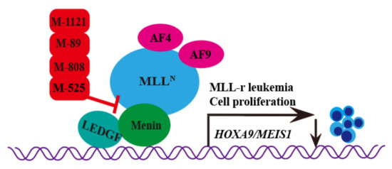 Recent Progress of Small Molecule Menin–MLL Interaction Inhibitors as  Therapeutic Agents for Acute Leukemia