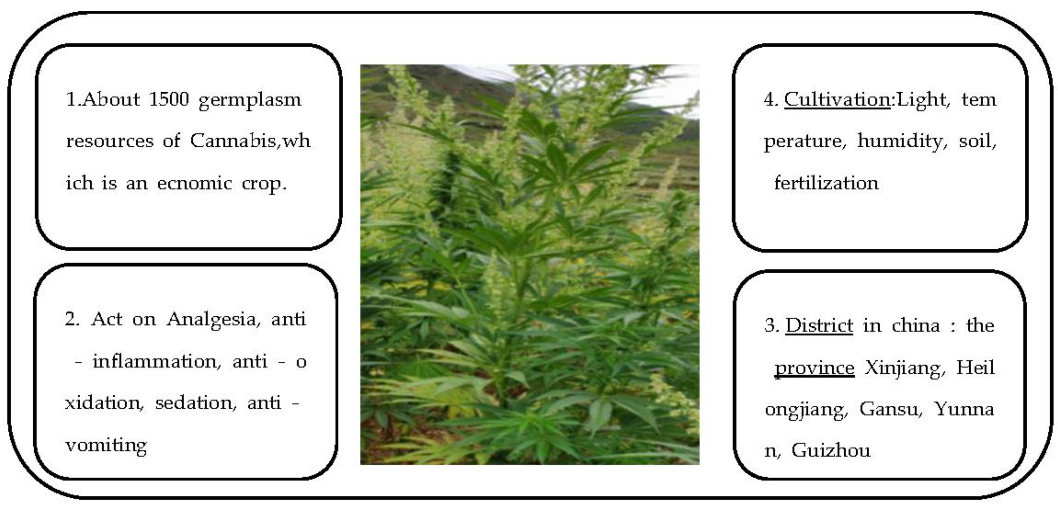 Flavonoids in Cannabis sativa: Biosynthesis, Bioactivities, and  Biotechnology