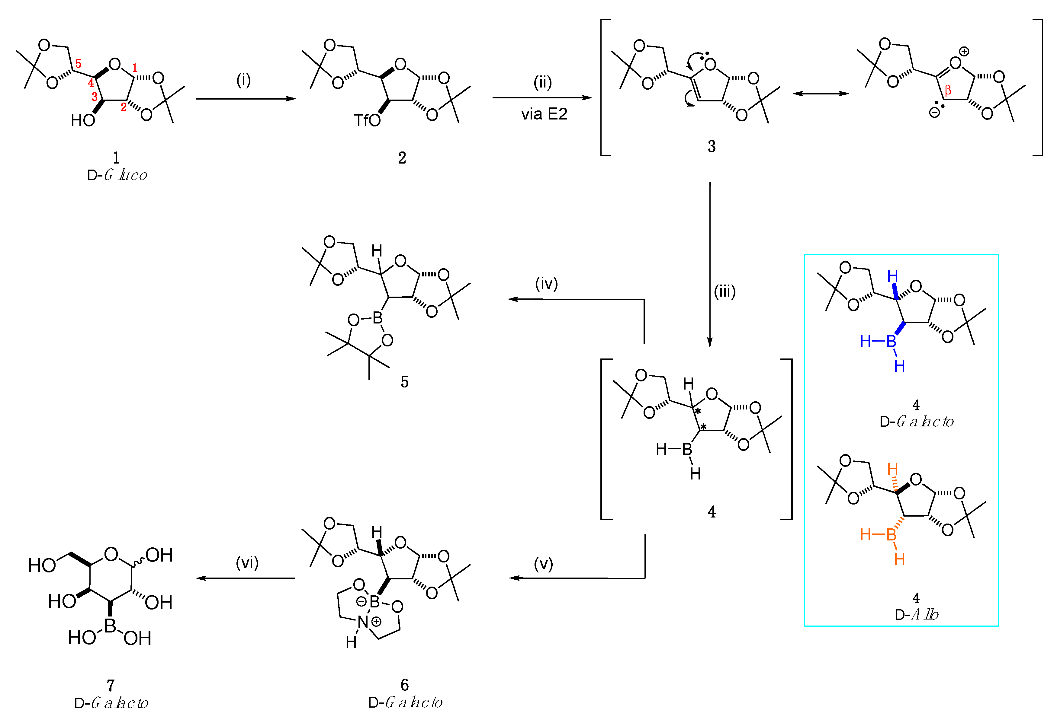 Boron-Carbohydrate Interactions