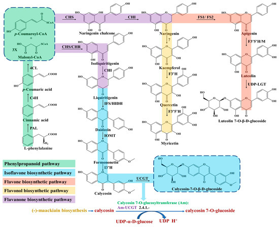 Molecules 