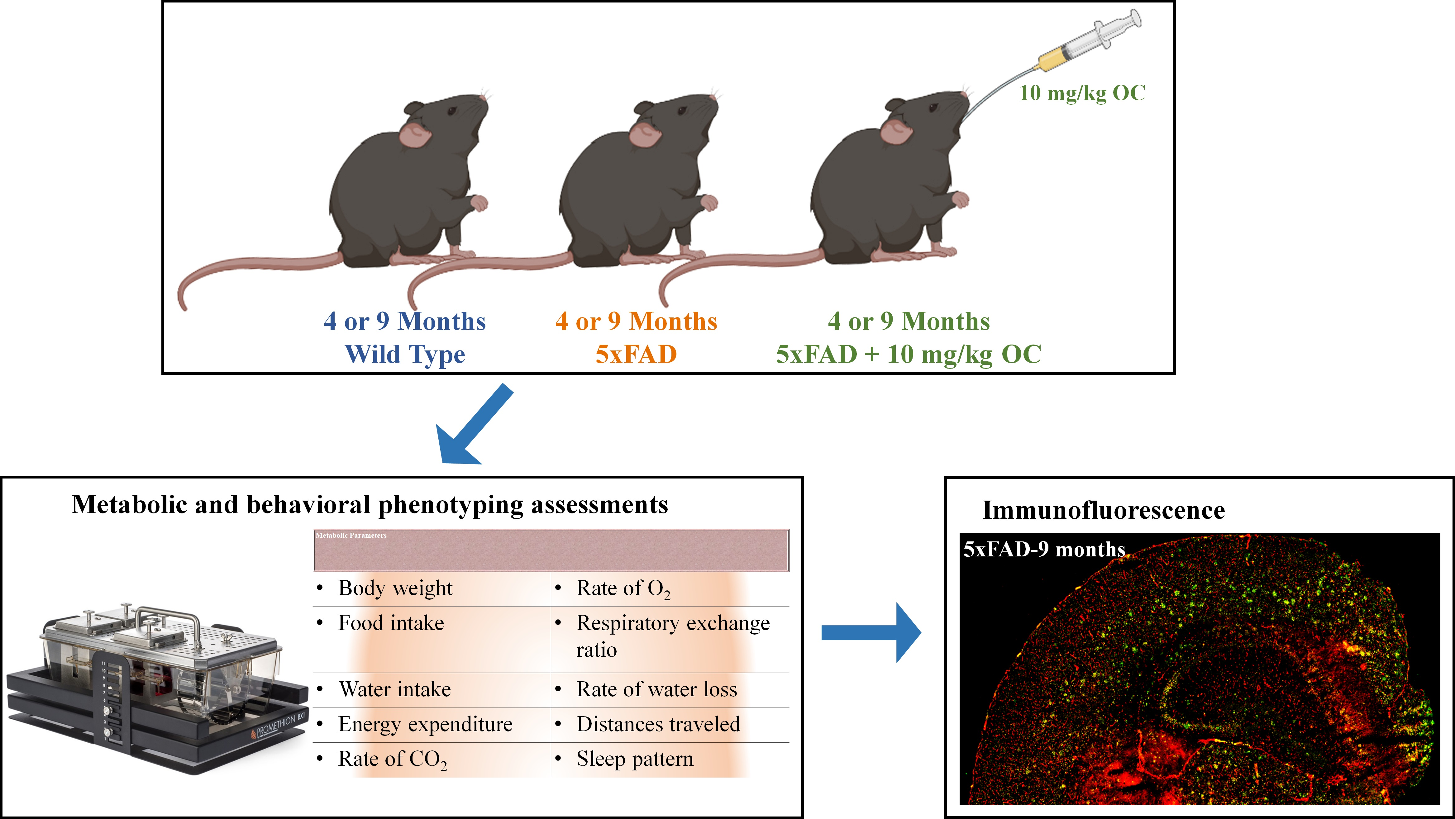 Alzheimer's: Menthol boosts cognitive function in mouse models