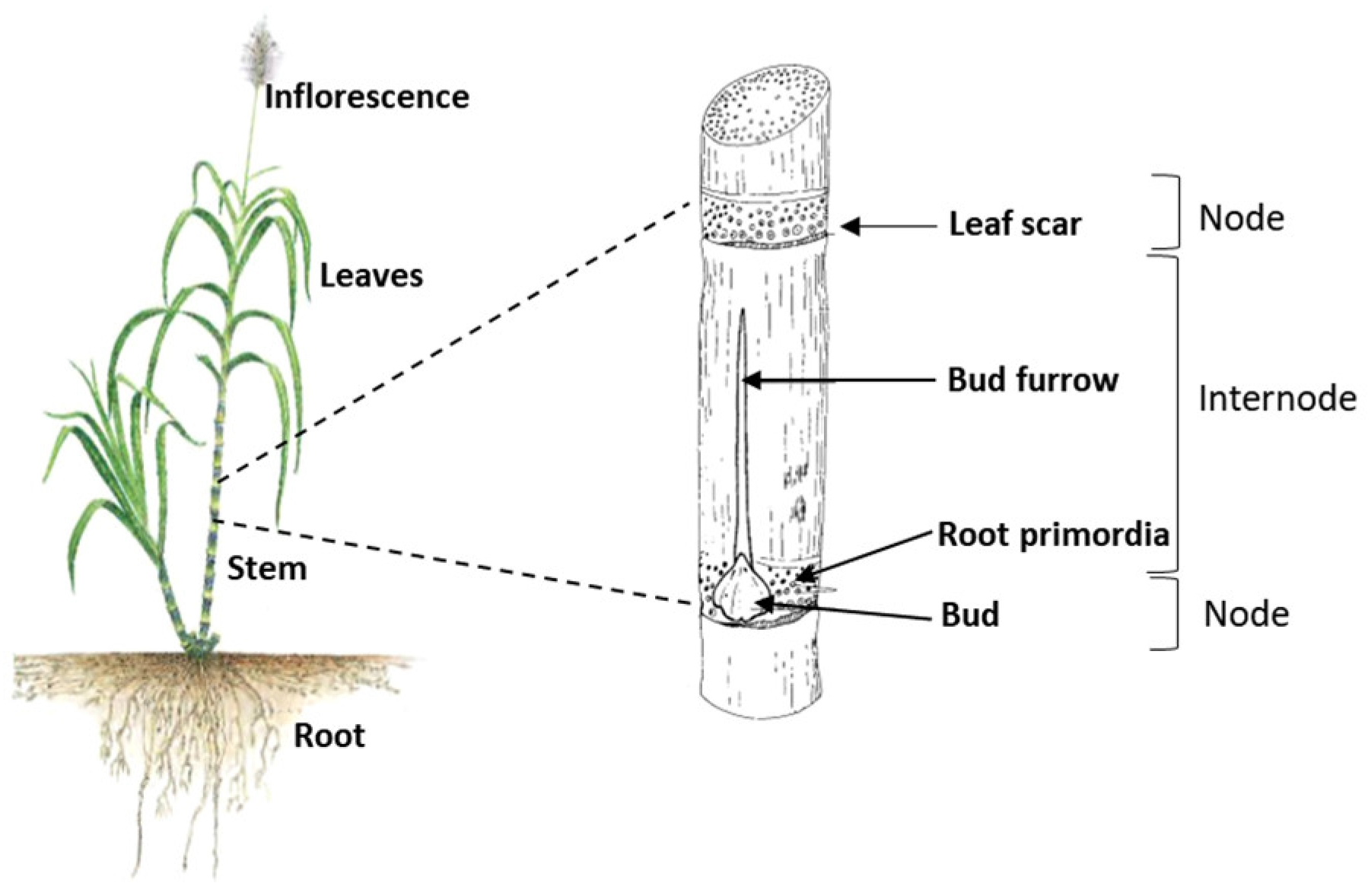 Molecules Free Full-Text An Overview of Spirits Made from Sugarcane Juice