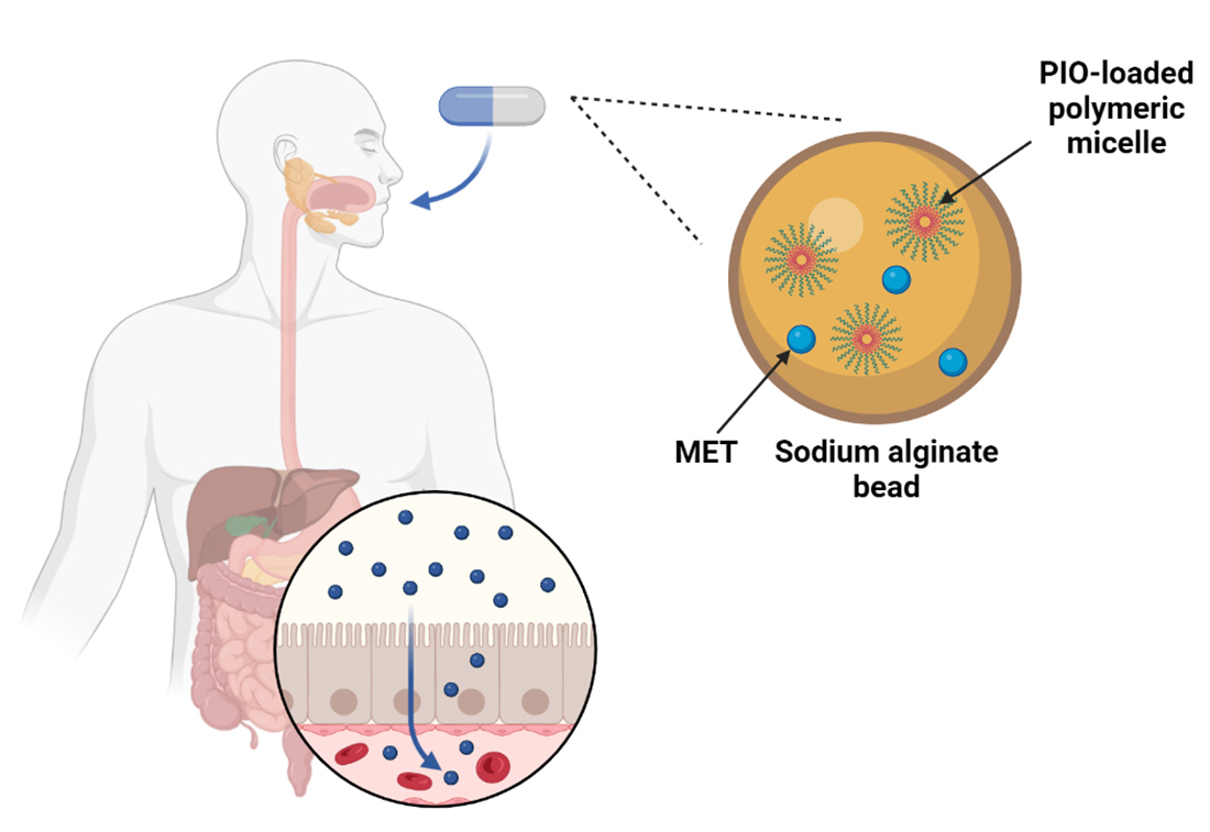 Molecules | Extended Antidiabetic Characterization Full-Text of Sodium Beads Optimization and Free Drugs Providing for Release | Alginate