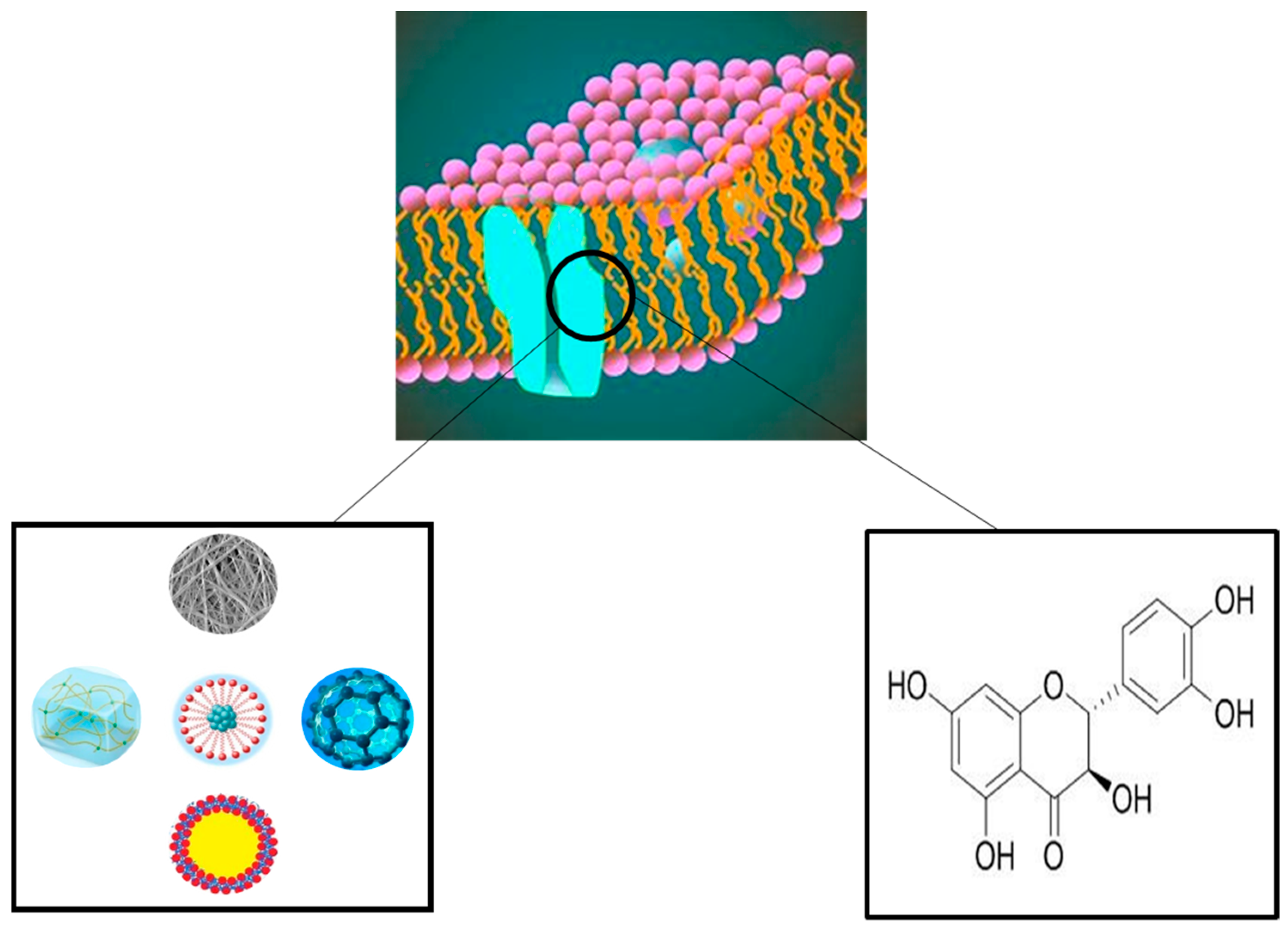 What Role Does Taxifolin Dihydroquercetin Play In Skin Health And Aging? What Role Does Taxifolin Dihydroquercetin Play In Skin Health And Aging?