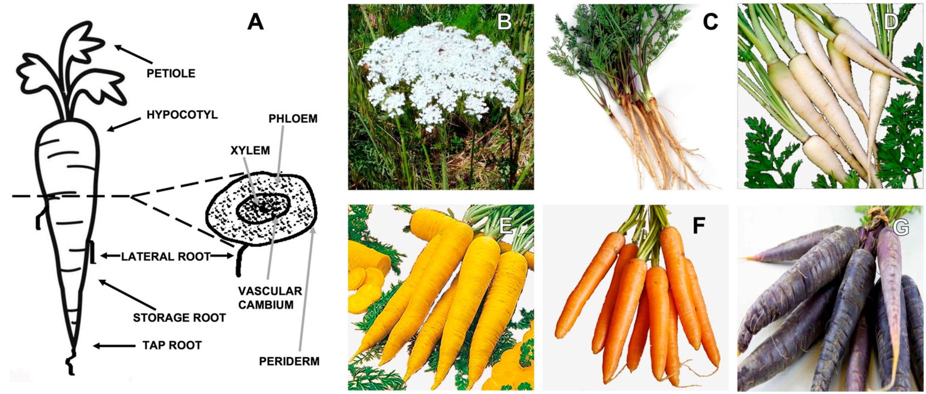 Common Causes of Bleeding - Carrot-Top Drugs Limited